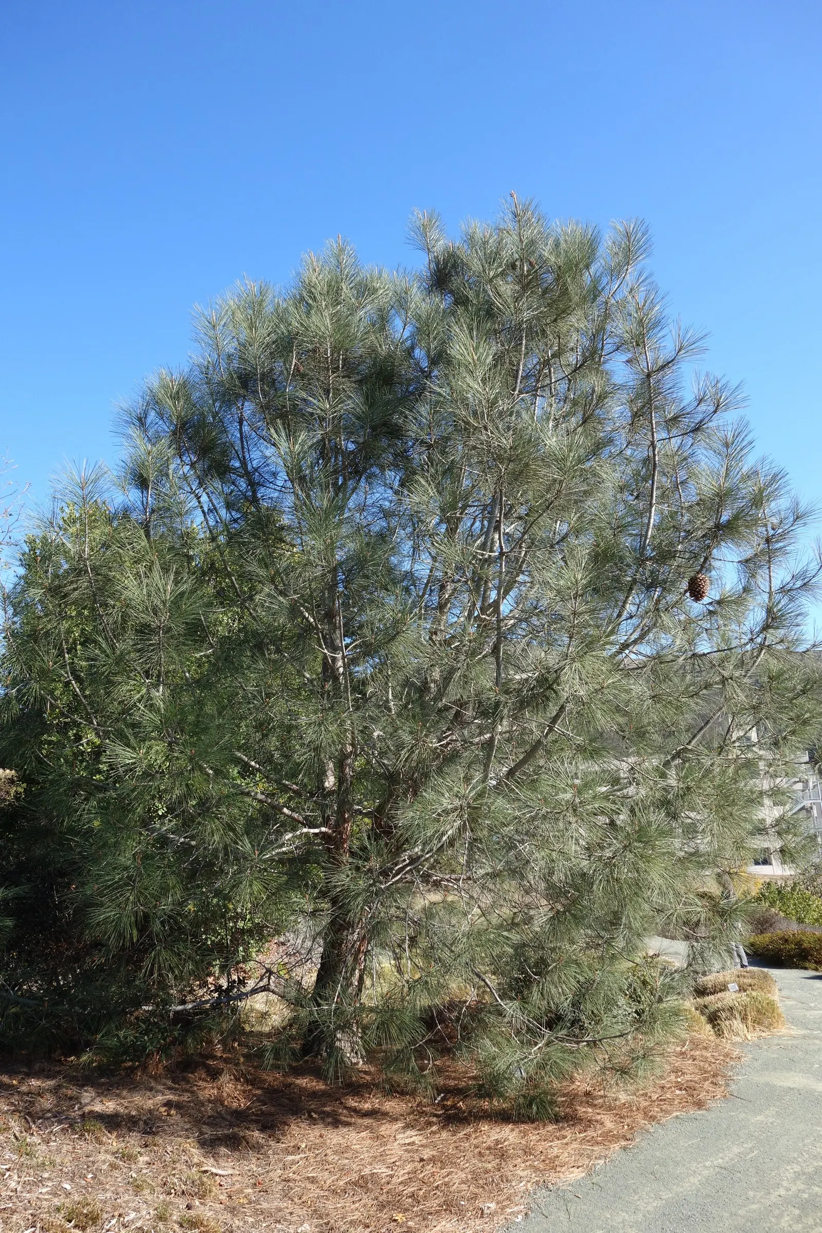 Foothill, Gray & Digger Pine (Pinus Sabiniana) — presenting a dark gray to near black hue