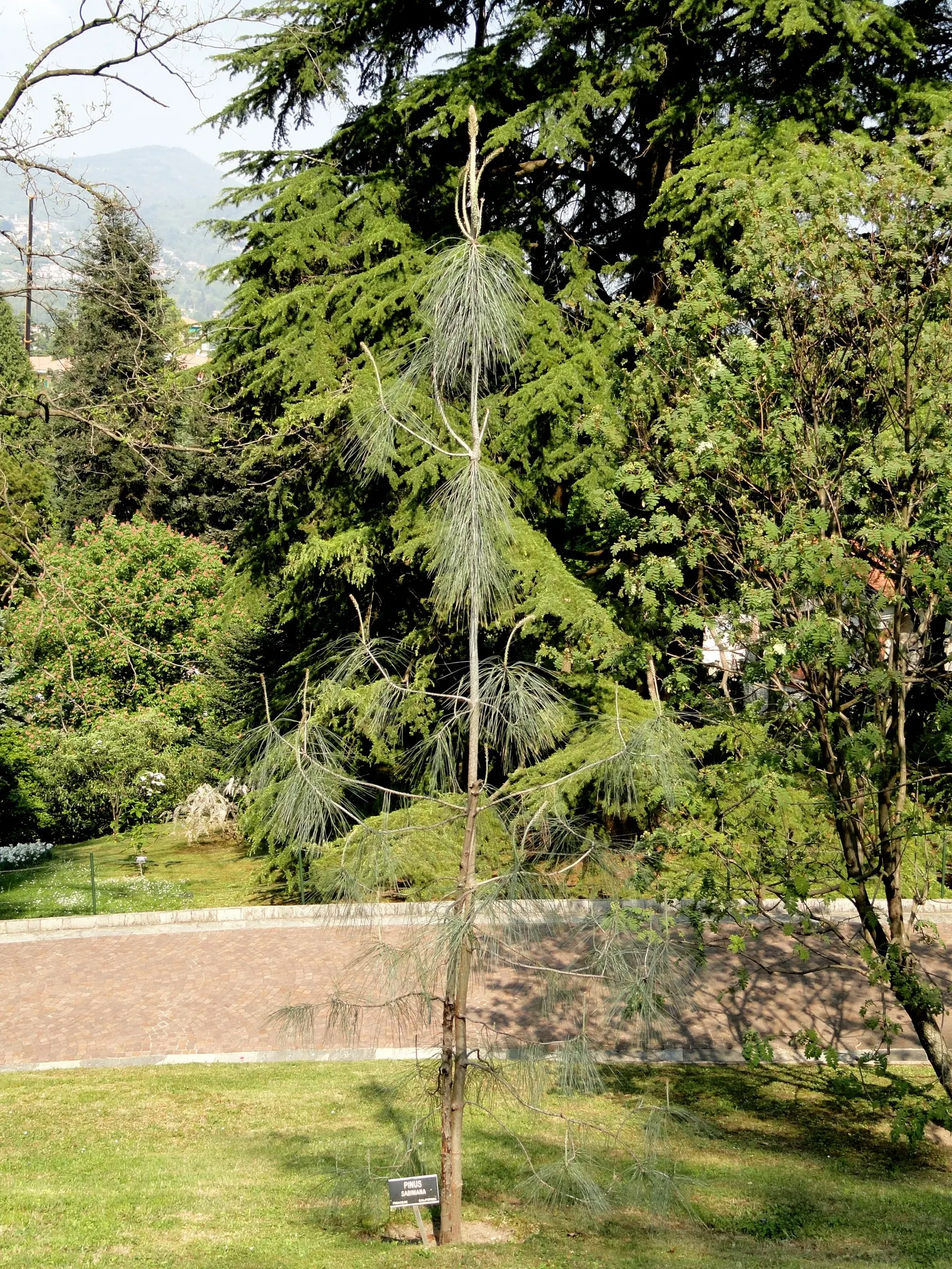 Foothill, Gray & Digger Pine (Pinus Sabiniana) — growing 6 to 12 inches long and displaying an armor of sharp