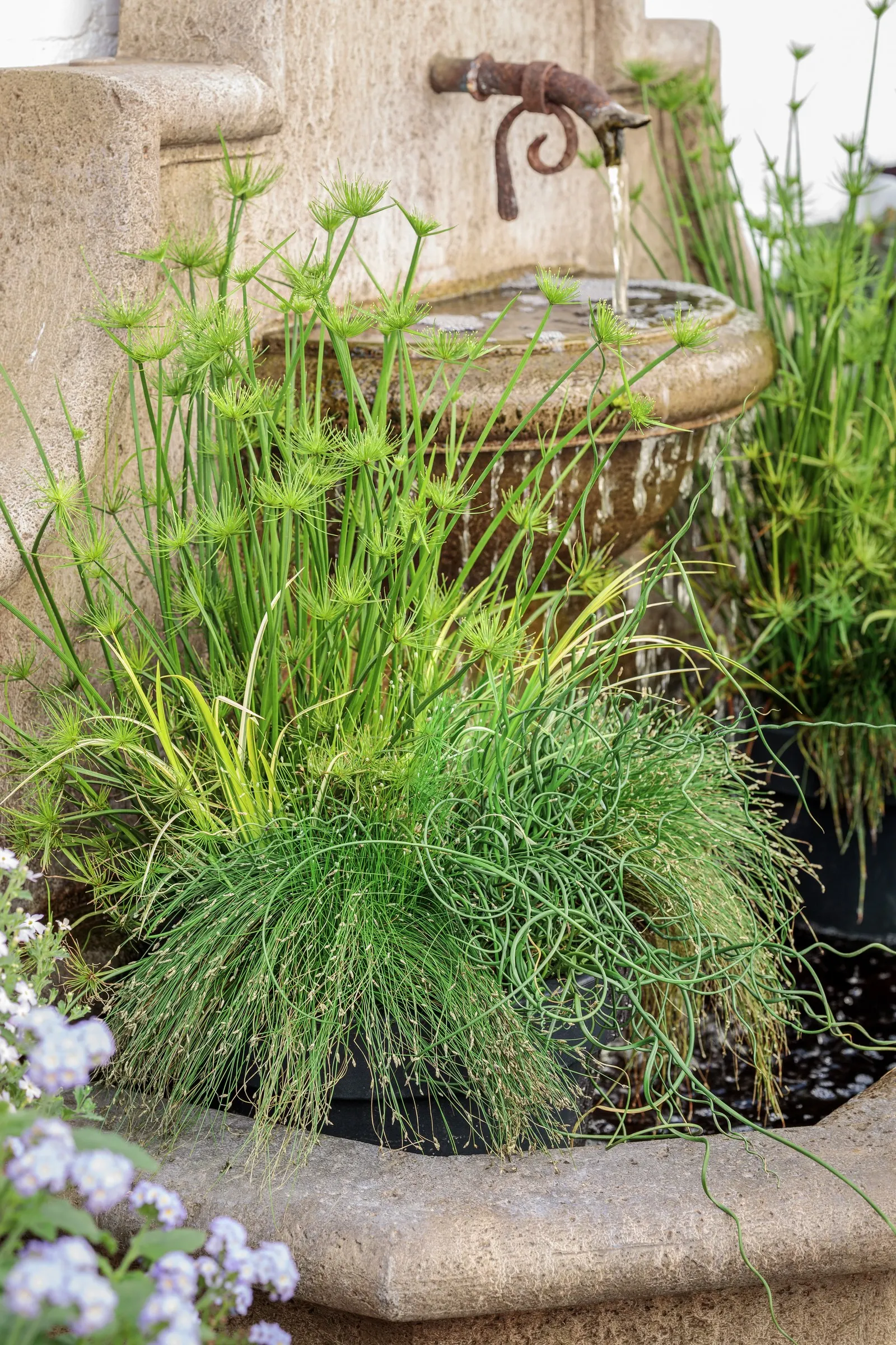 Curly Wurly Corkscrew Rush (Juncus effusus) — twisted and spiraled foliage