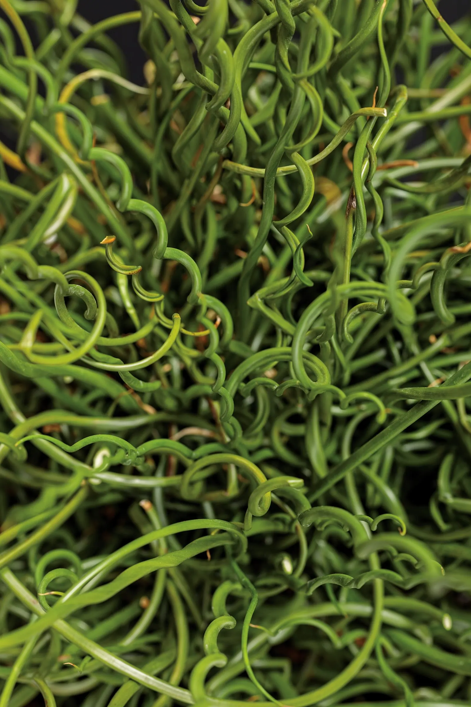 Curly Wurly Corkscrew Rush (Juncus effusus) — Proven Winners - Graceful Grasses® Curly Wurly - Corkscrew Rush - Juncus effusus white plant details