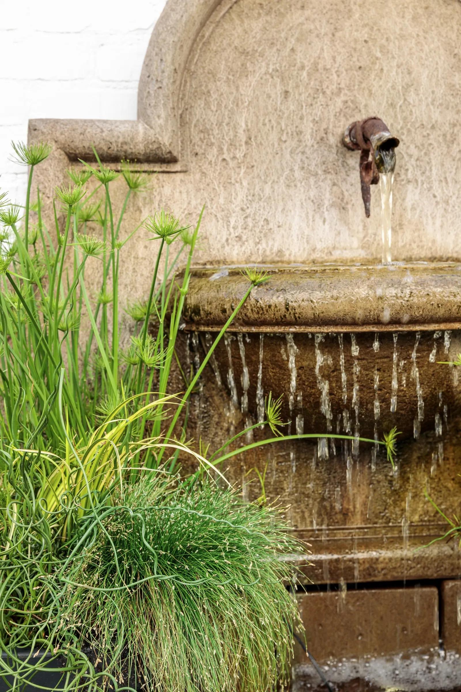 Curly Wurly Corkscrew Rush (Juncus effusus) — Plants will also naturalize by self-seeding