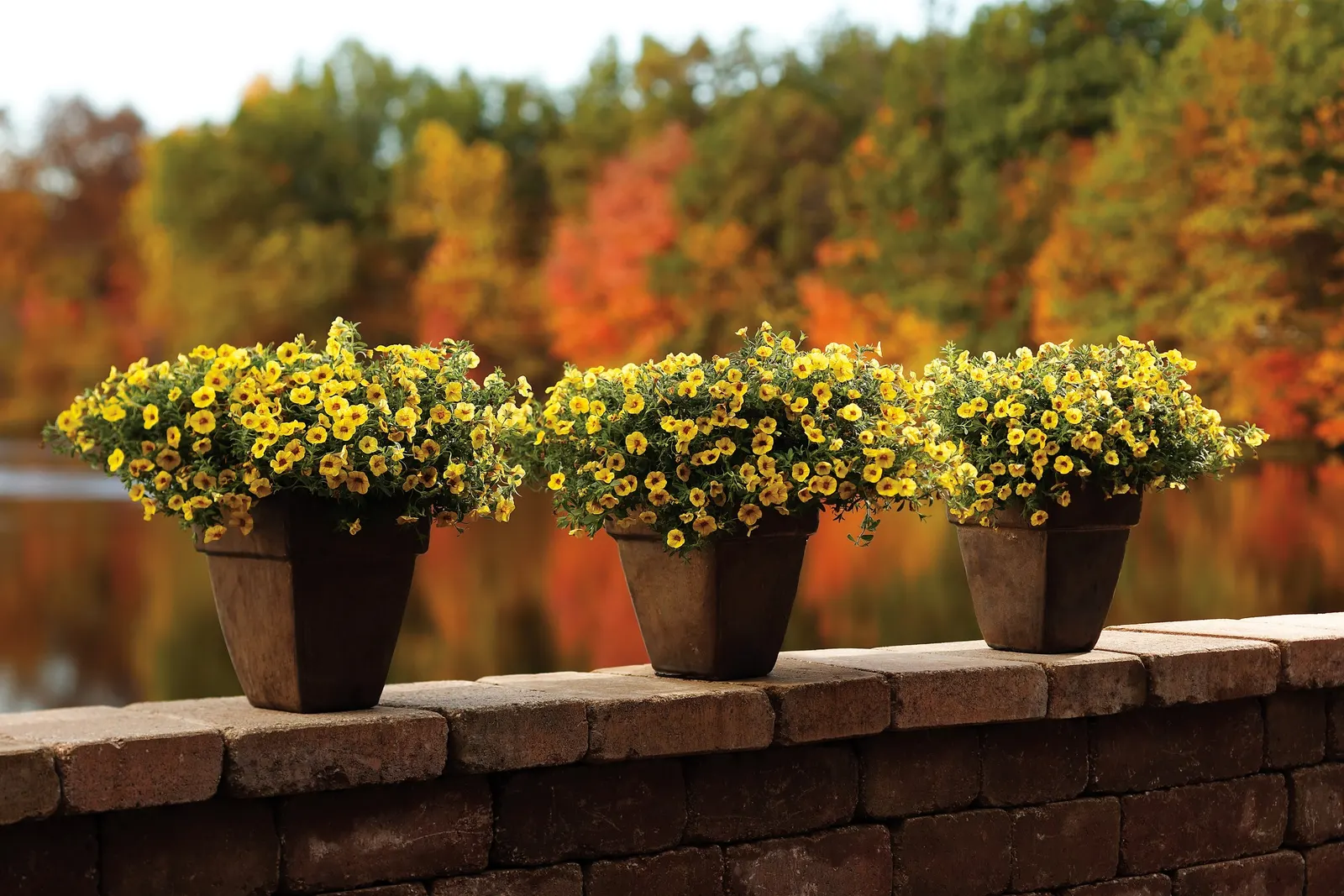 Yellow IV Calibrachoa — petunia-like flowers open in a vivid yellow