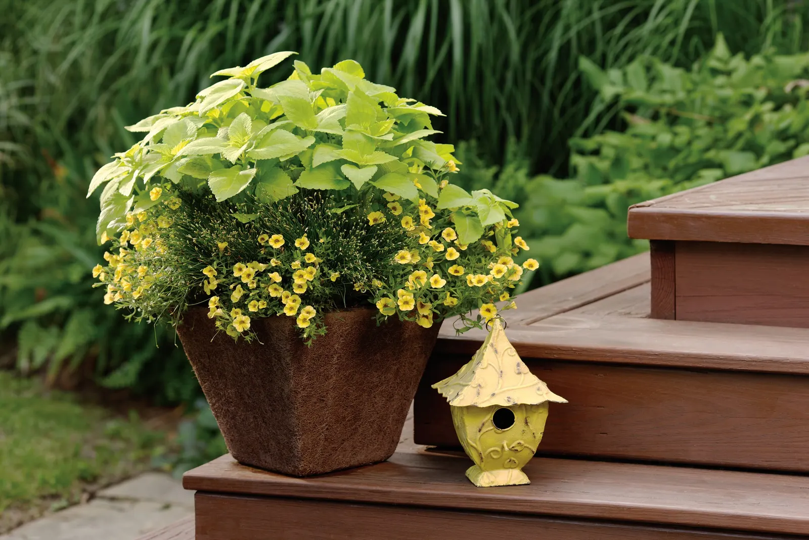 Yellow IV Calibrachoa — though it is most often used as a long-blooming annual in seasonal designs; a light all-over trim followed by fertilizer encourages