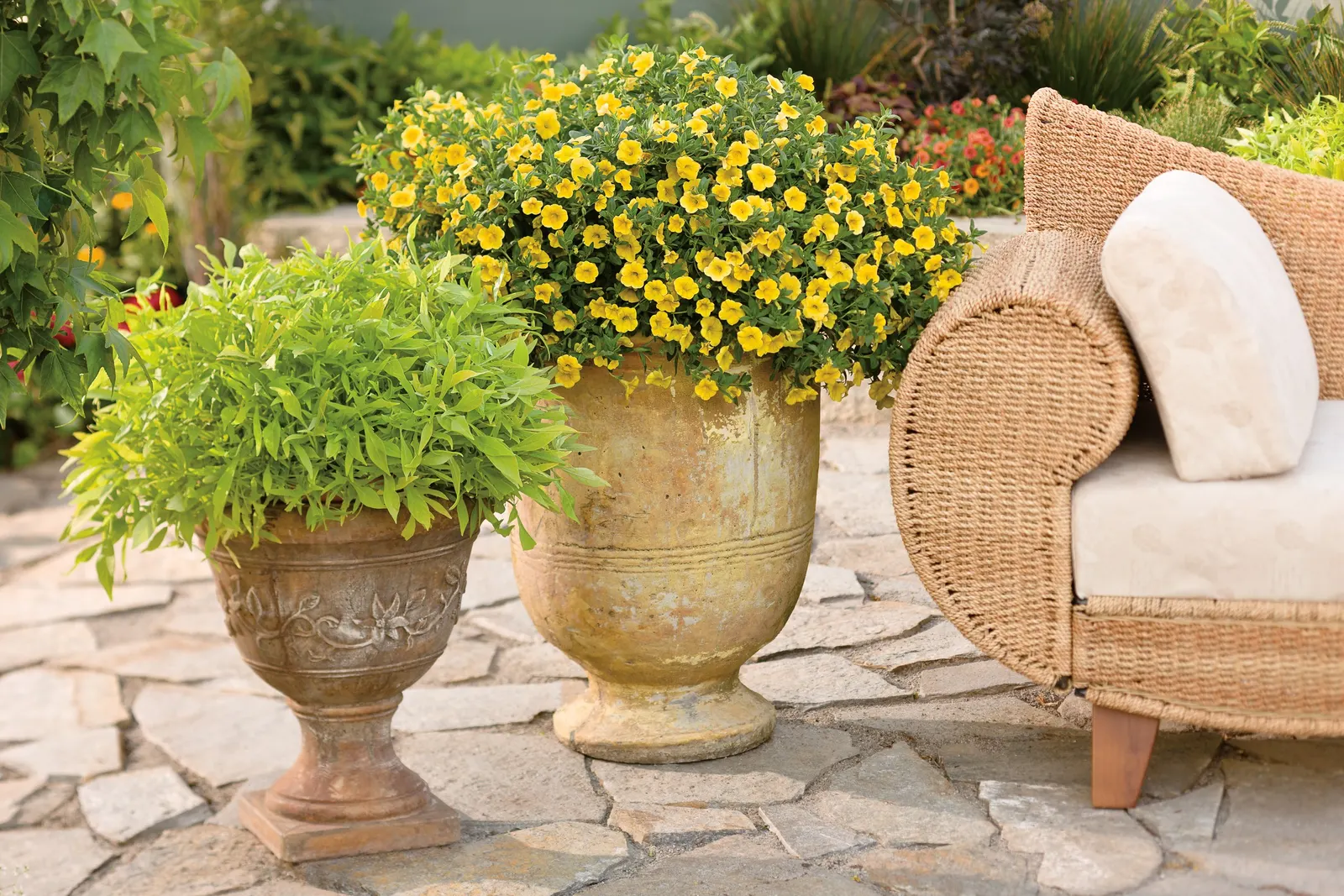 Yellow IV Calibrachoa — It pairs beautifully with deep blue salvia; reserve it for raised beds or sharply drained soils