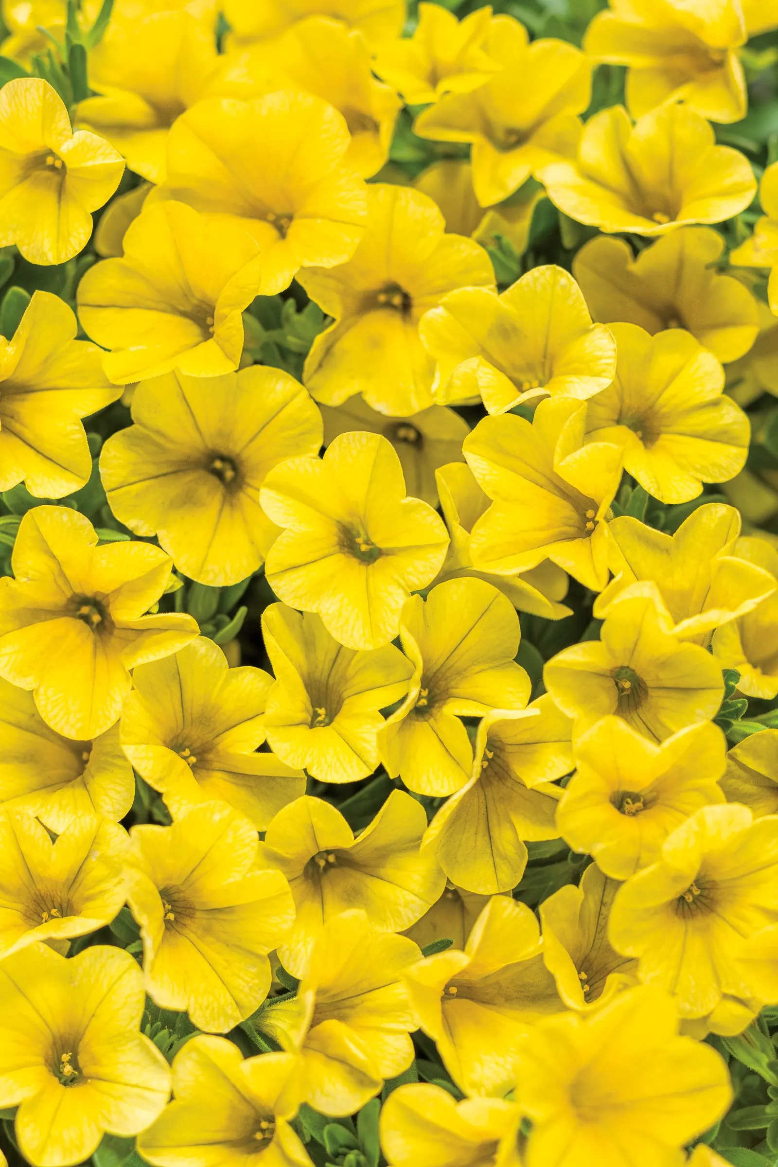 Yellow IV Calibrachoa — Its naturally rounded habit stays tidy with little intervention; yellow flowers in the garden, image 75