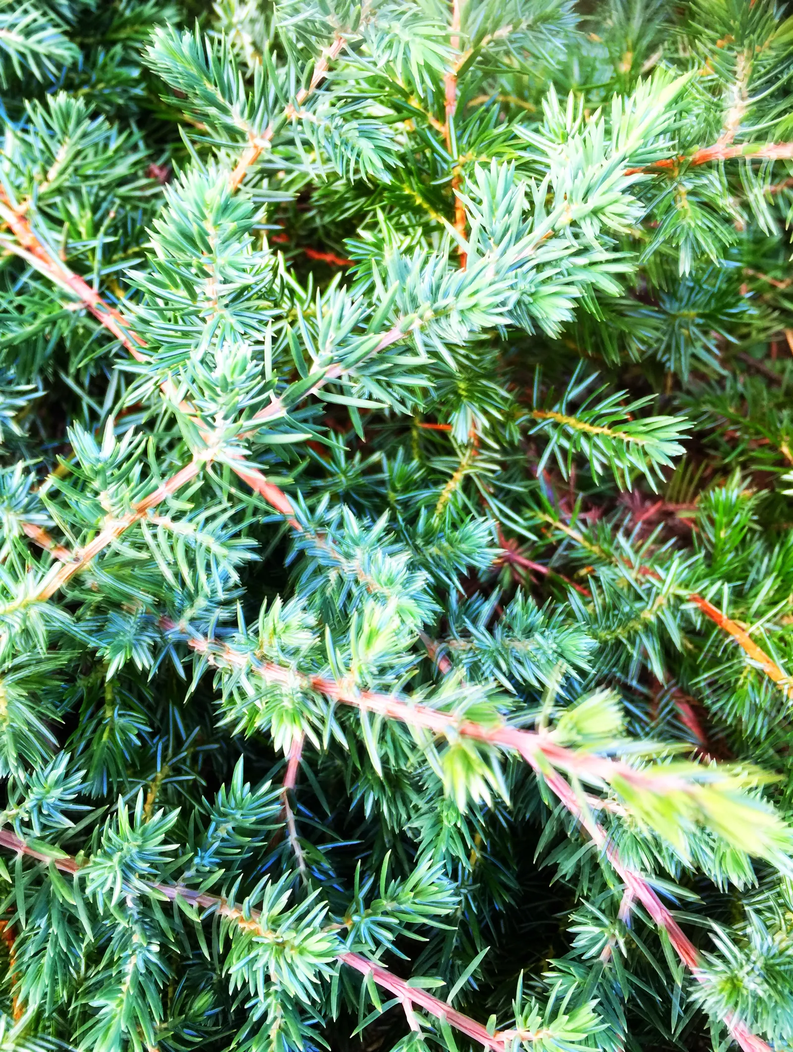 Shore Juniper (Juniperus Conferta 'Blue Pacific') — making it ideal for sustainable landscapes