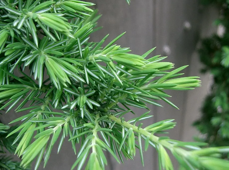 Shore Juniper (Juniperus Conferta 'Blue Pacific') — Its dense, trailing branches feature silvery-blue needles, offering year-round visual interest