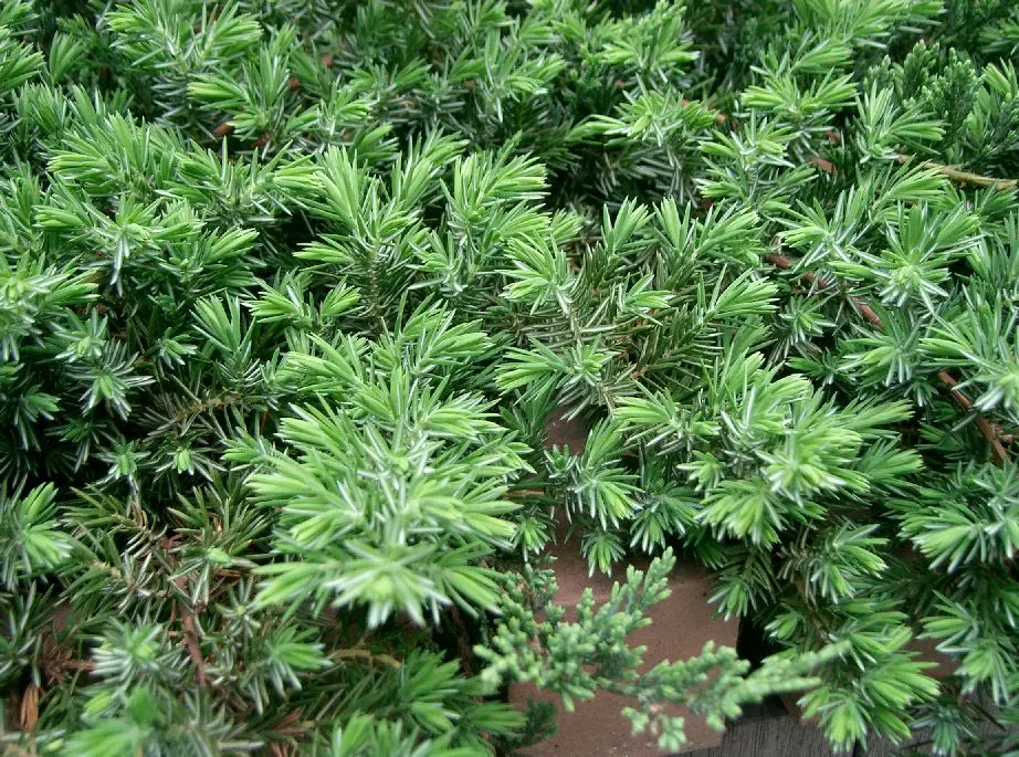 Shore Juniper (Juniperus Conferta 'Blue Pacific') — ground cover evergreen with a spread of up to 7ft