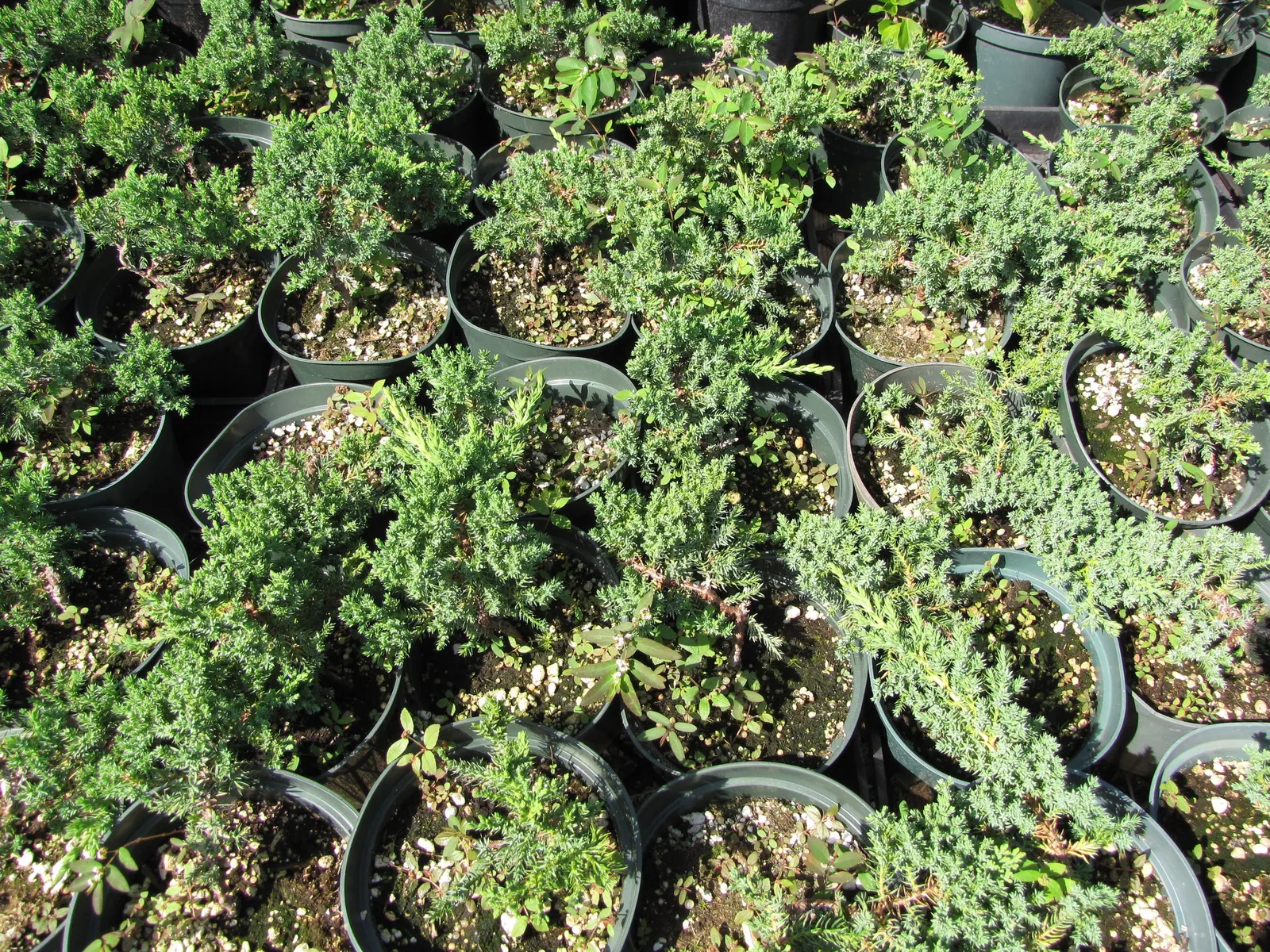 Shore Juniper (Juniperus Conferta 'Blue Pacific') — it's excellent for erosion control and is drought-tolerant once established