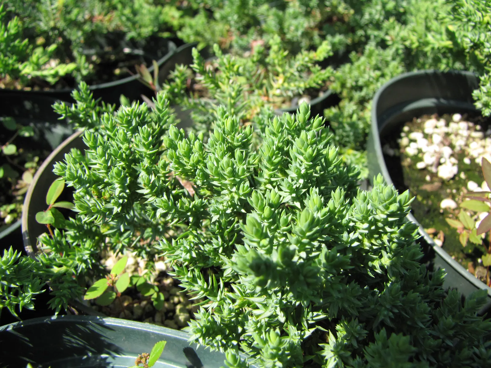 Shore Juniper (Juniperus Conferta 'Blue Pacific') — scientifically known as Juniperus conferta 'Blue Pacific'