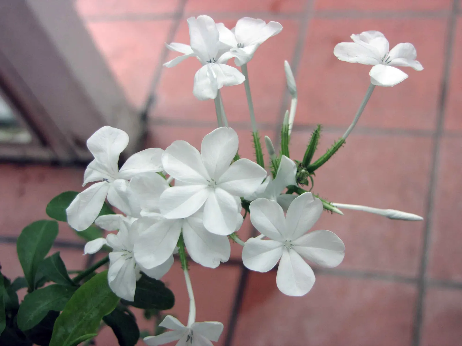 White Cape Plumbago (Plumbago Auriculata 'Alba') — reaching heights of 3-5 feet with a spread of 4-6 feet