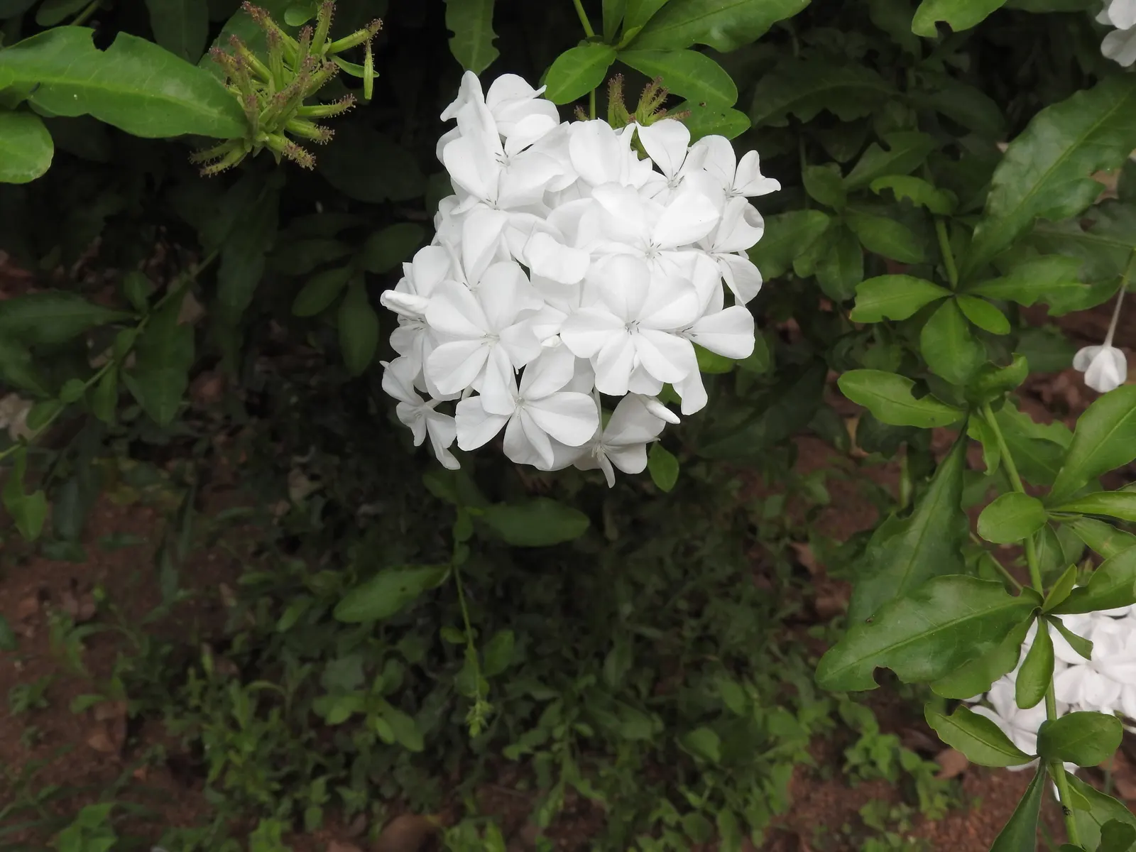 White Cape Plumbago (Plumbago Auriculata 'Alba') — known for its clusters of pure white