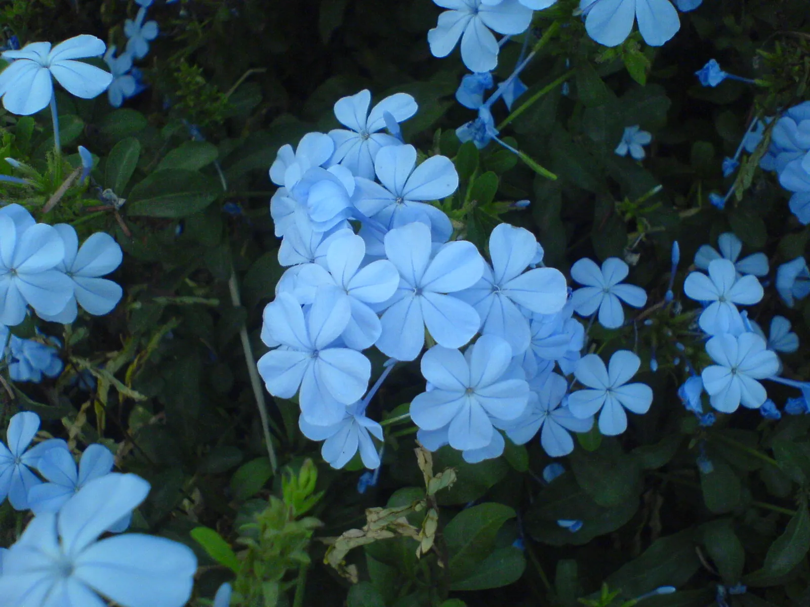 White Cape Plumbago (Plumbago Auriculata 'Alba') — Ideal for mixed borders or as a foundation planting with moderate growth rate