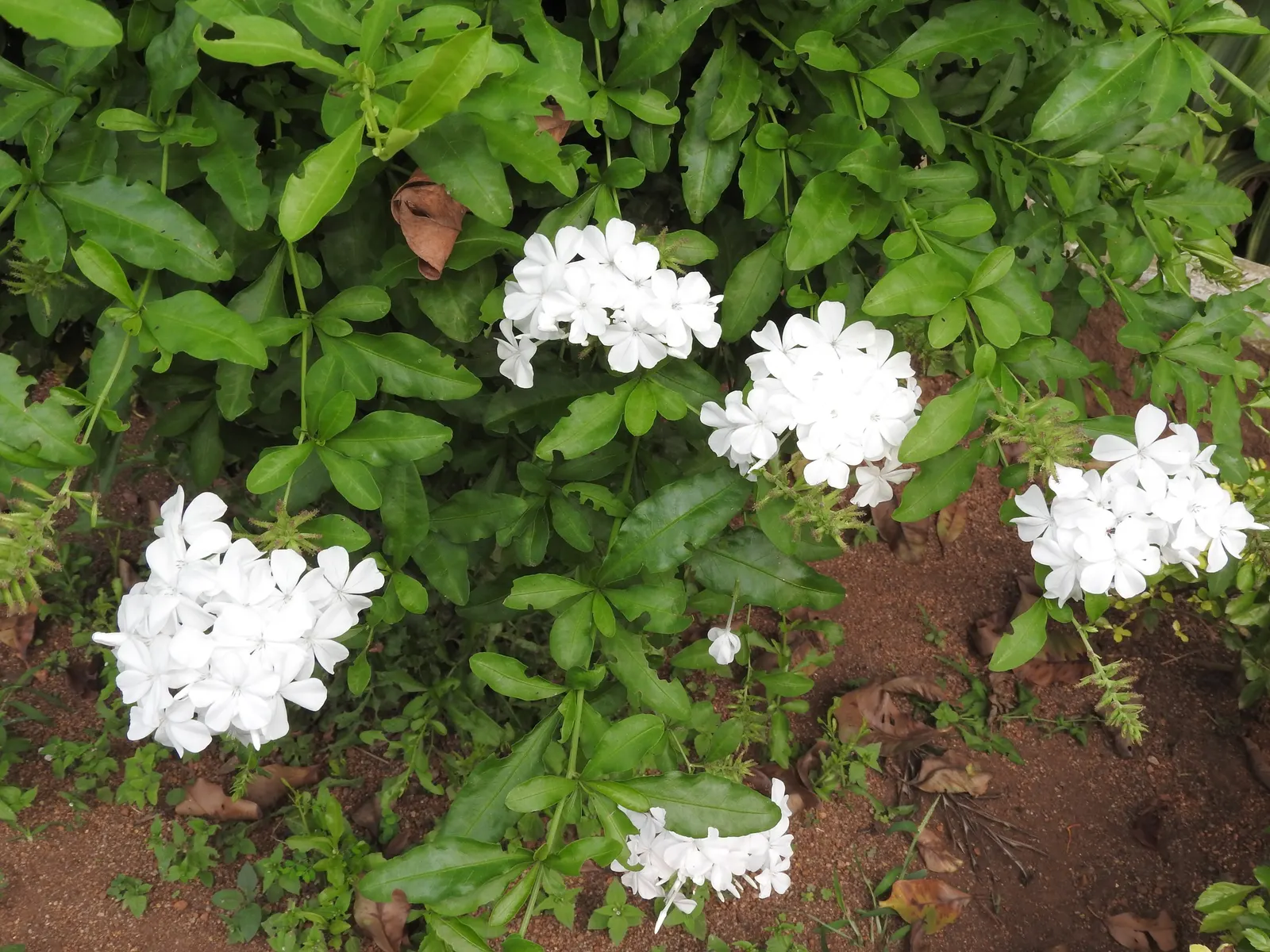 White Cape Plumbago (Plumbago Auriculata 'Alba') — This perennial is a vigorous and easy-to-care-for plant