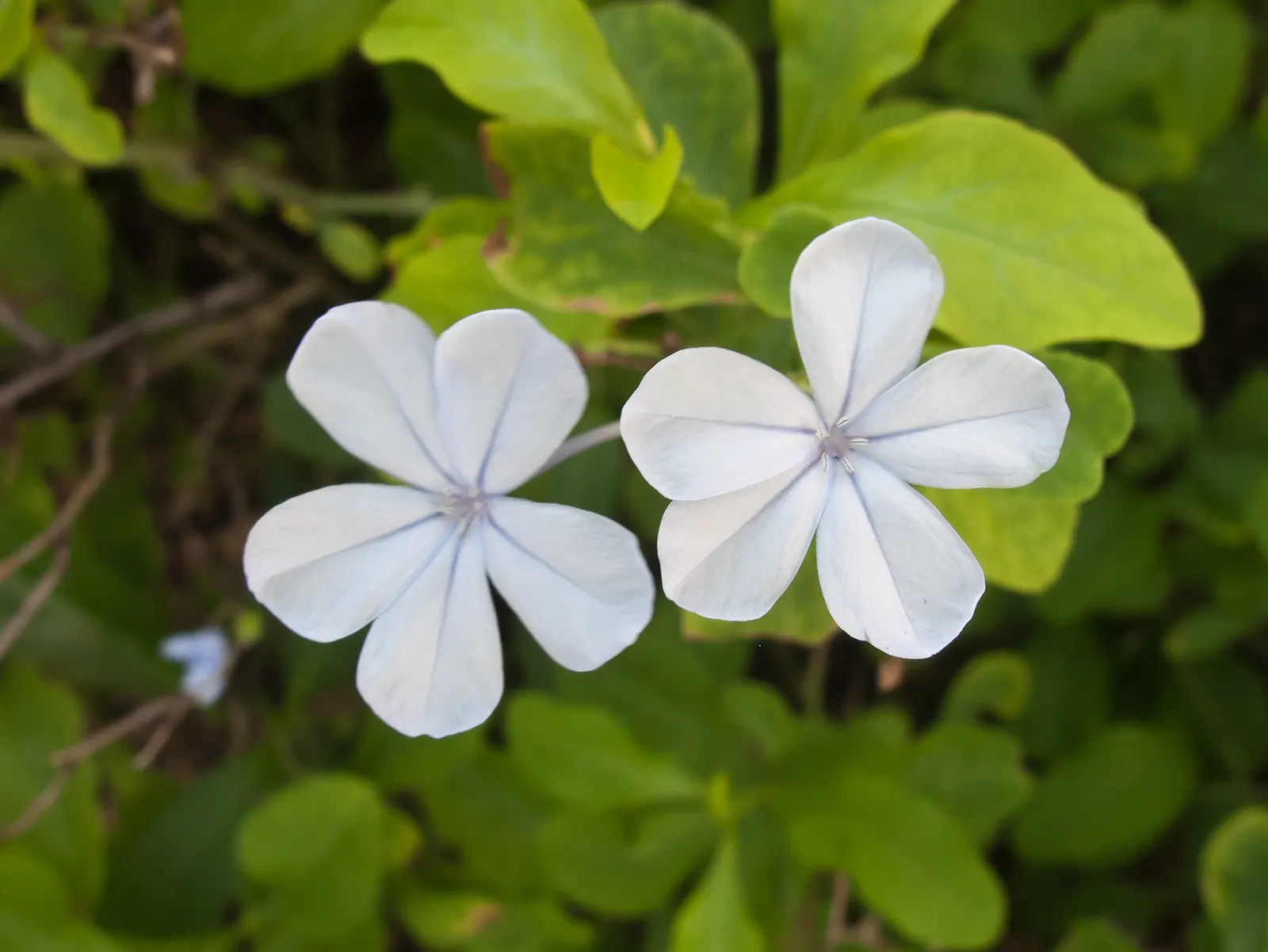 White Cape Plumbago (Plumbago Auriculata 'Alba') — pure white flowers cluster like phlox throughout the warm months