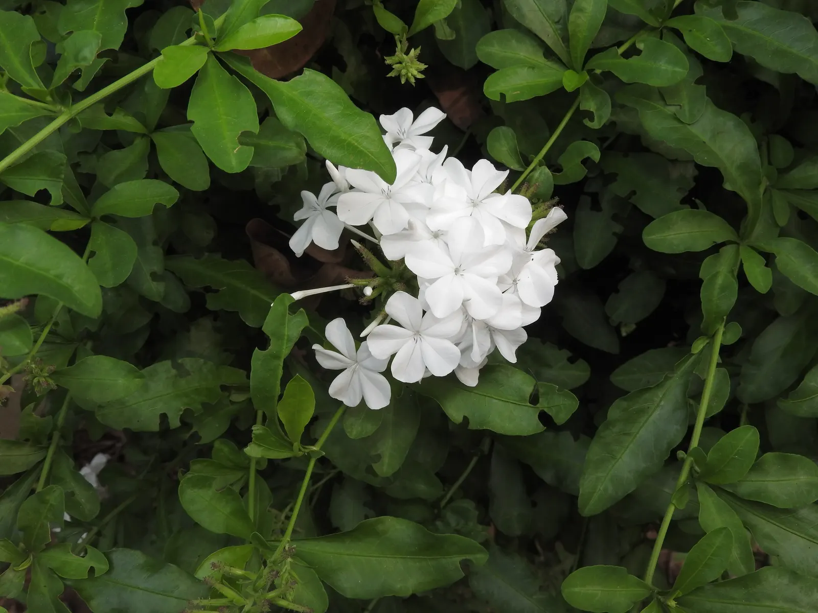 White Cape Plumbago (Plumbago Auriculata 'Alba') — is a charming and versatile evergreen shrub that offers a graceful touch to any landscape design