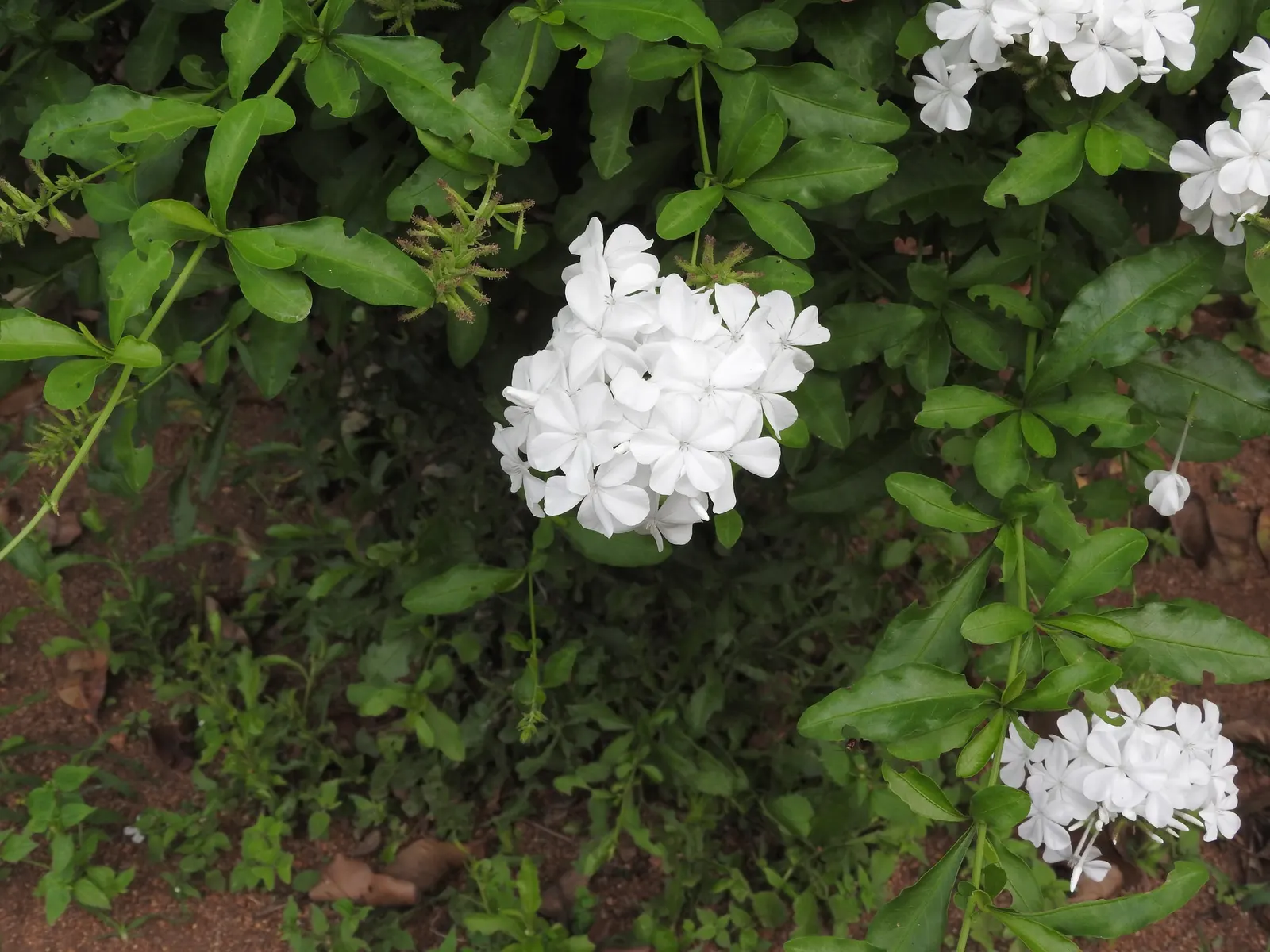 White Cape Plumbago (Plumbago Auriculata 'Alba') — scientifically named Plumbago auriculata 'Alba'