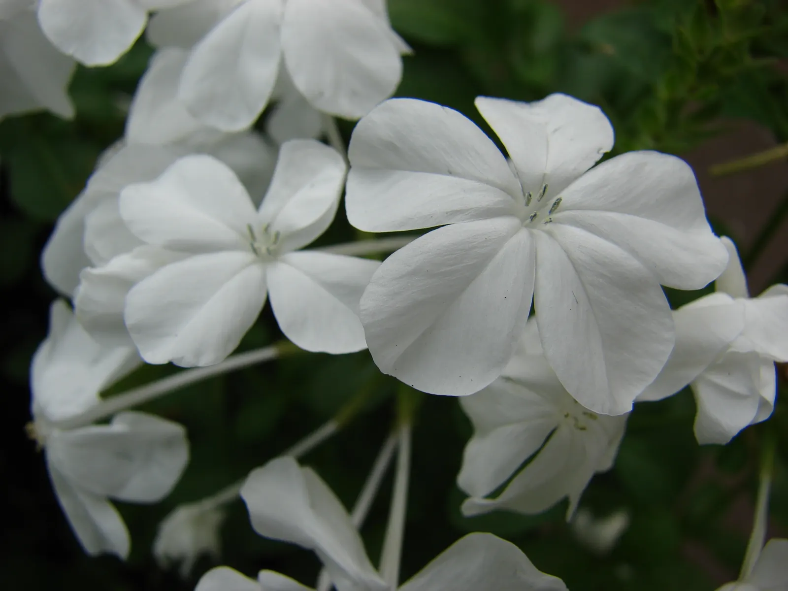 White Cape Plumbago (Plumbago Auriculata 'Alba') — Plumbago auriculata 'Alba,' commonly known as White Cape Plumbago