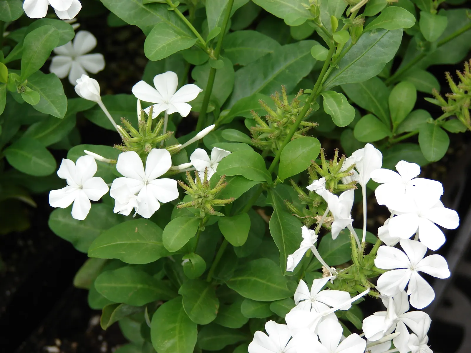 White Cape Plumbago (Plumbago Auriculata 'Alba') — Preferring full sun to partial shade, it's drought-tolerant once established and attracts butterflies