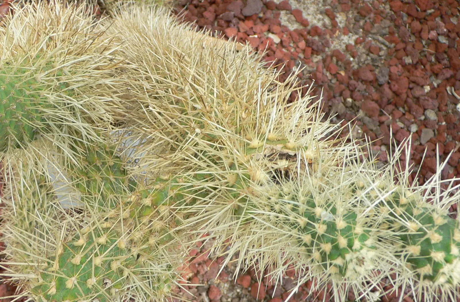 Teddy Bear Cholla (Cylindropuntia Bigelovii) — Opuntia bigelovii, or Teddy Bear Cholla, is a striking desert cactus, reaching up to 5 feet tall