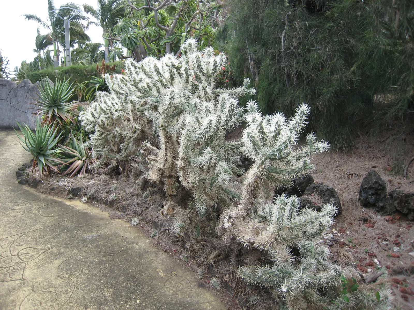 Teddy Bear Cholla (Cylindropuntia Bigelovii) — They require full sun and well-draining soils, thriving in USDA zones 9-11