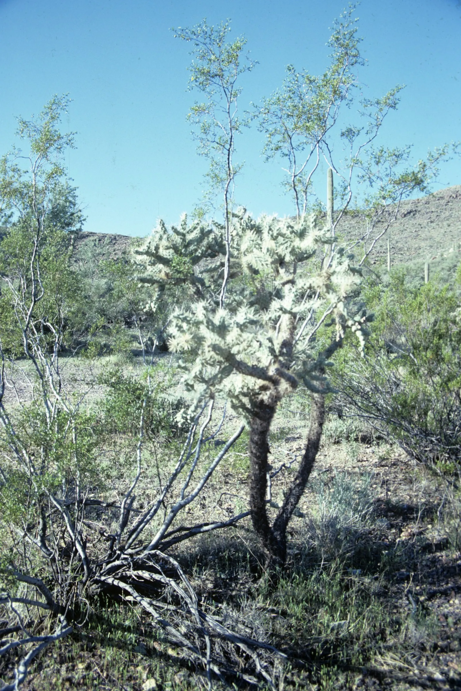 Teddy Bear Cholla (Cylindropuntia Bigelovii) — is a unique specimen highly regarded in arid landscape designs for its distinctive