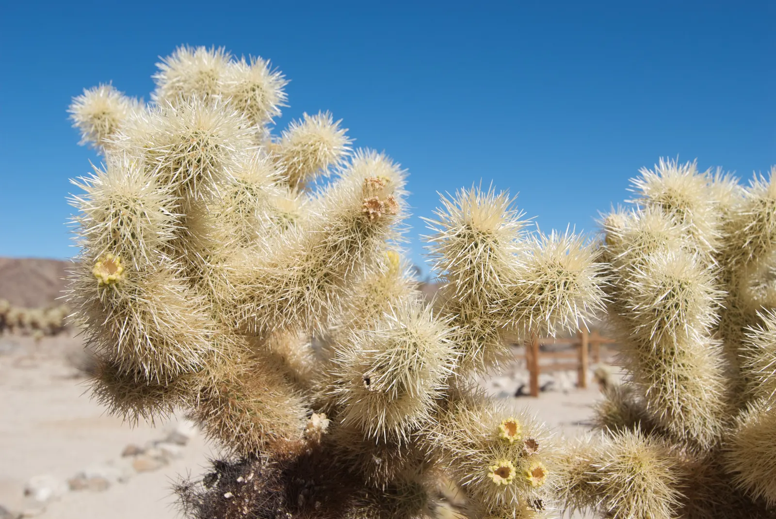 Teddy Bear Cholla (Cylindropuntia Bigelovii) — fuzzy appearance reminiscent of a teddy bear - hence its common name