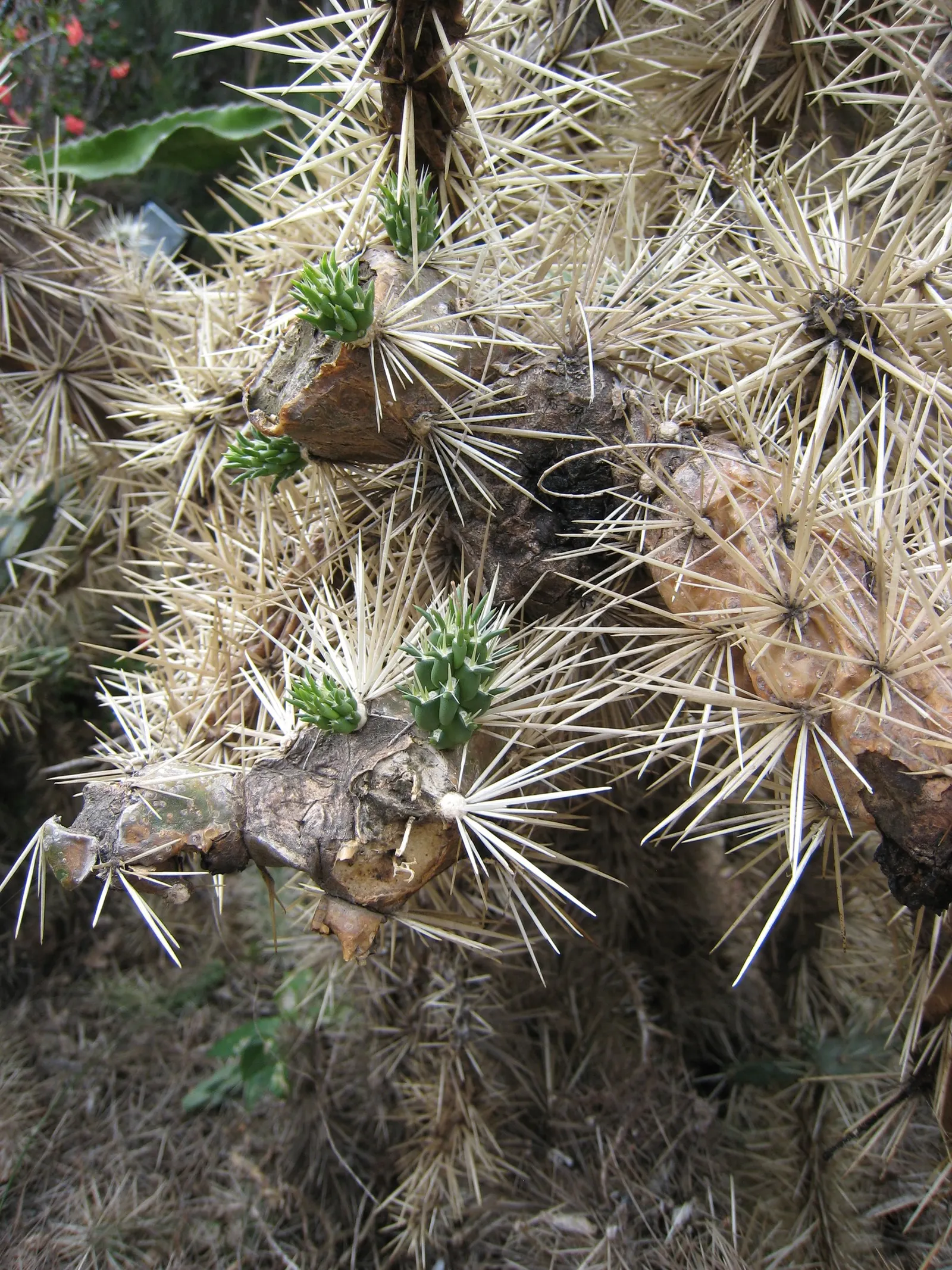 Teddy Bear Cholla (Cylindropuntia Bigelovii) — visually striking appearance