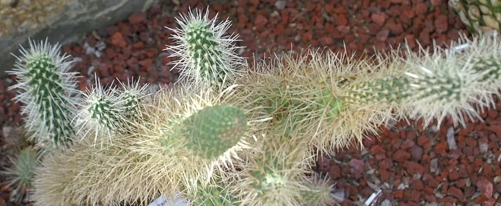 Teddy Bear Cholla (Cylindropuntia Bigelovii) — scientifically named Cylindropuntia bigelovii