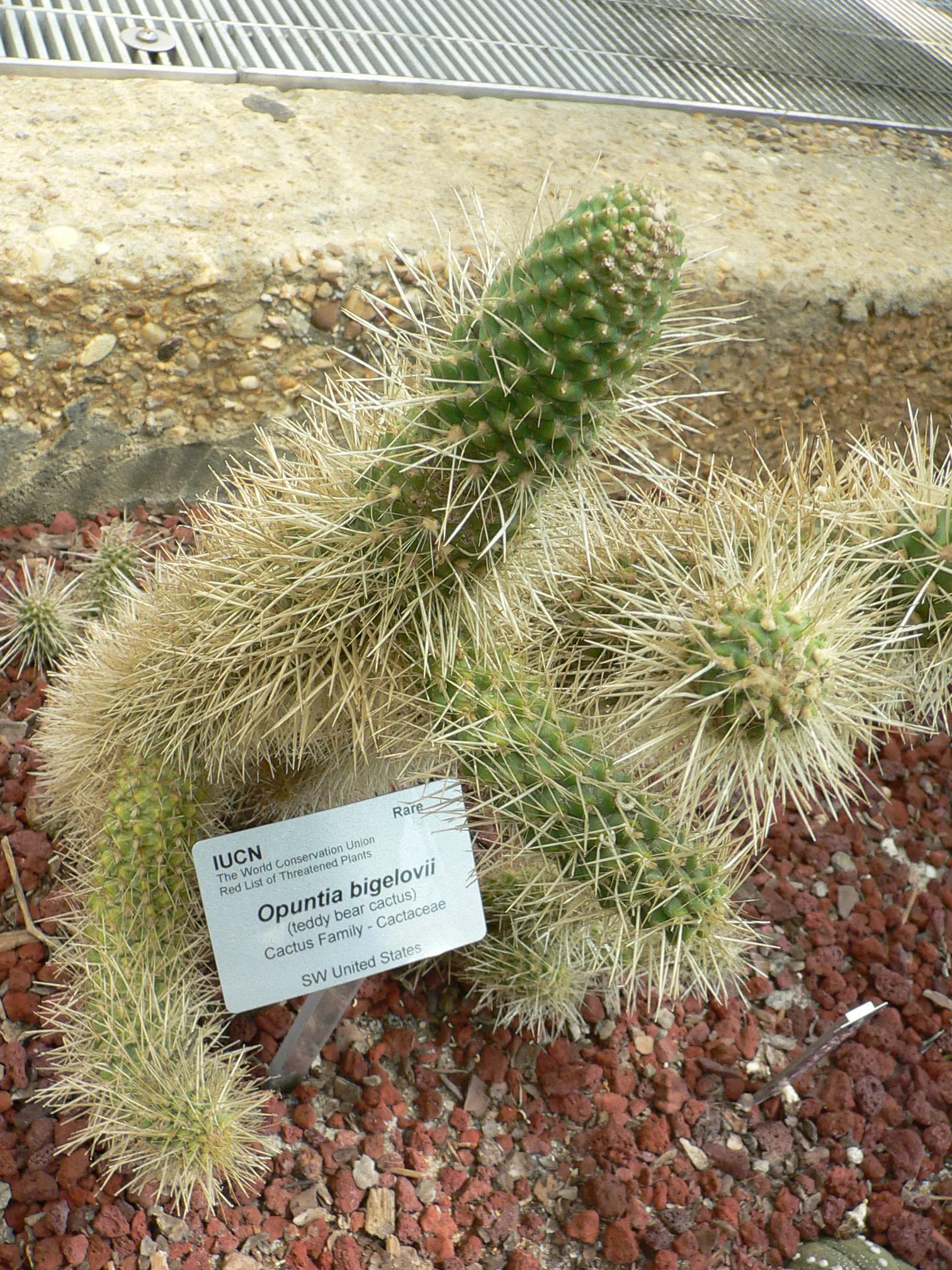 Teddy Bear Cholla (Cylindropuntia Bigelovii) — these spines are far from cuddly