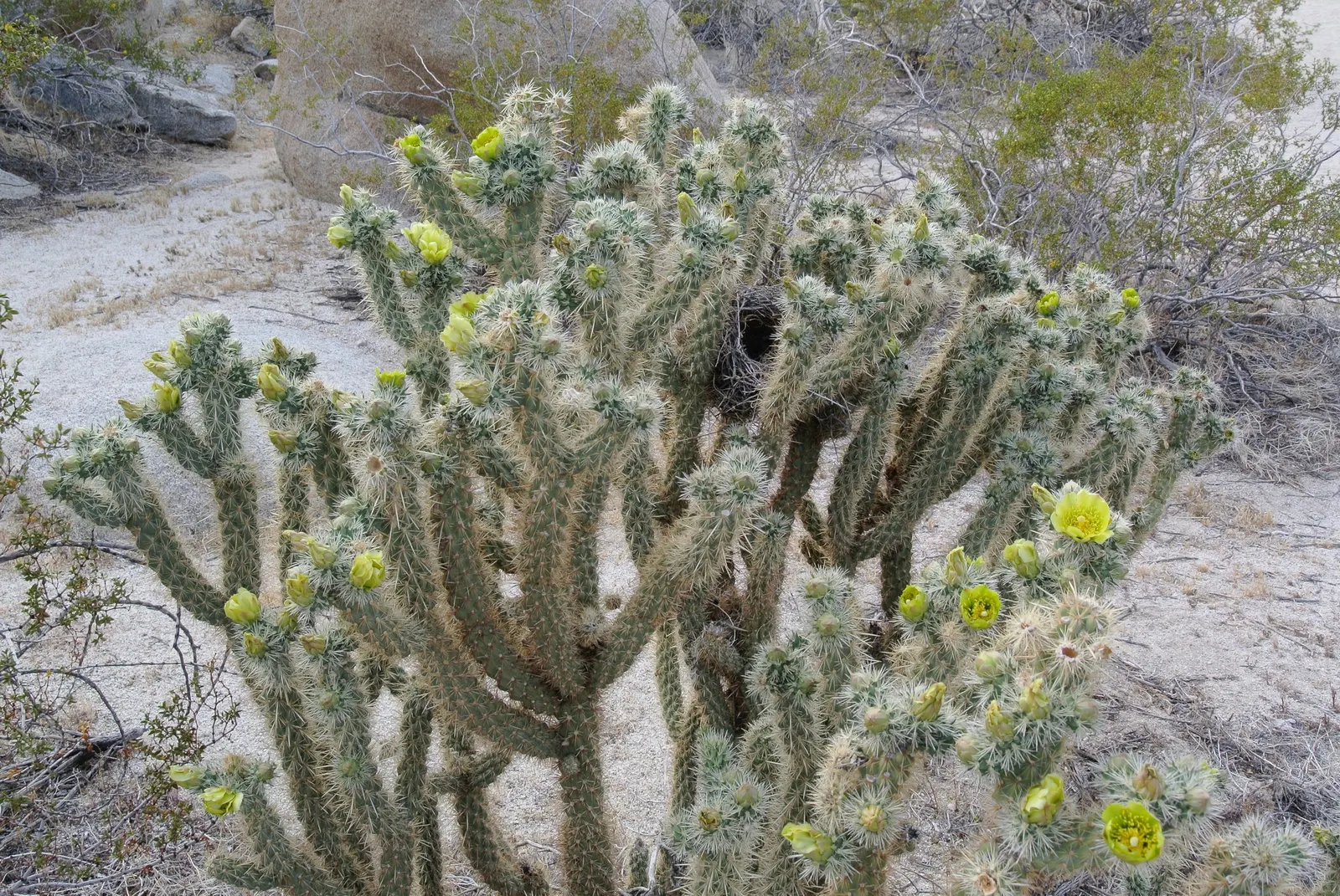 Teddy Bear Cholla (Cylindropuntia Bigelovii) — velvety-appearing spines that can detach easily and painfully adhere to anything that touches them
