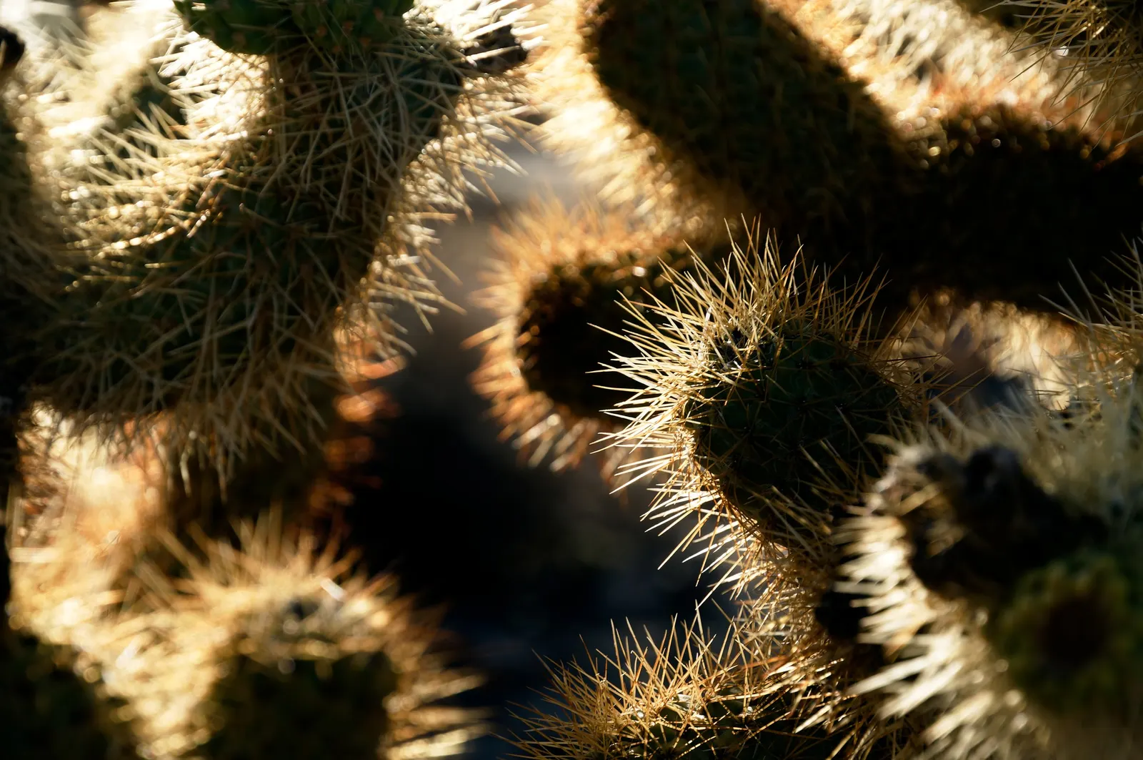 Teddy Bear Cholla (Cylindropuntia Bigelovii) — Native to the deserts of the Southwestern United States and Northwestern Mexico