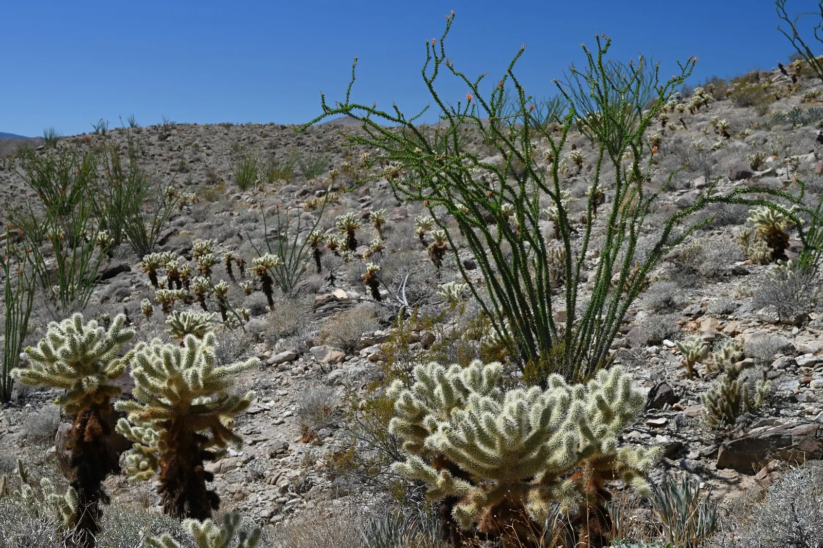 Teddy Bear Cholla (Cylindropuntia Bigelovii) — They require full sun and well-draining soils, thriving in USDA zones 9-11; velvety-appearing spines that can