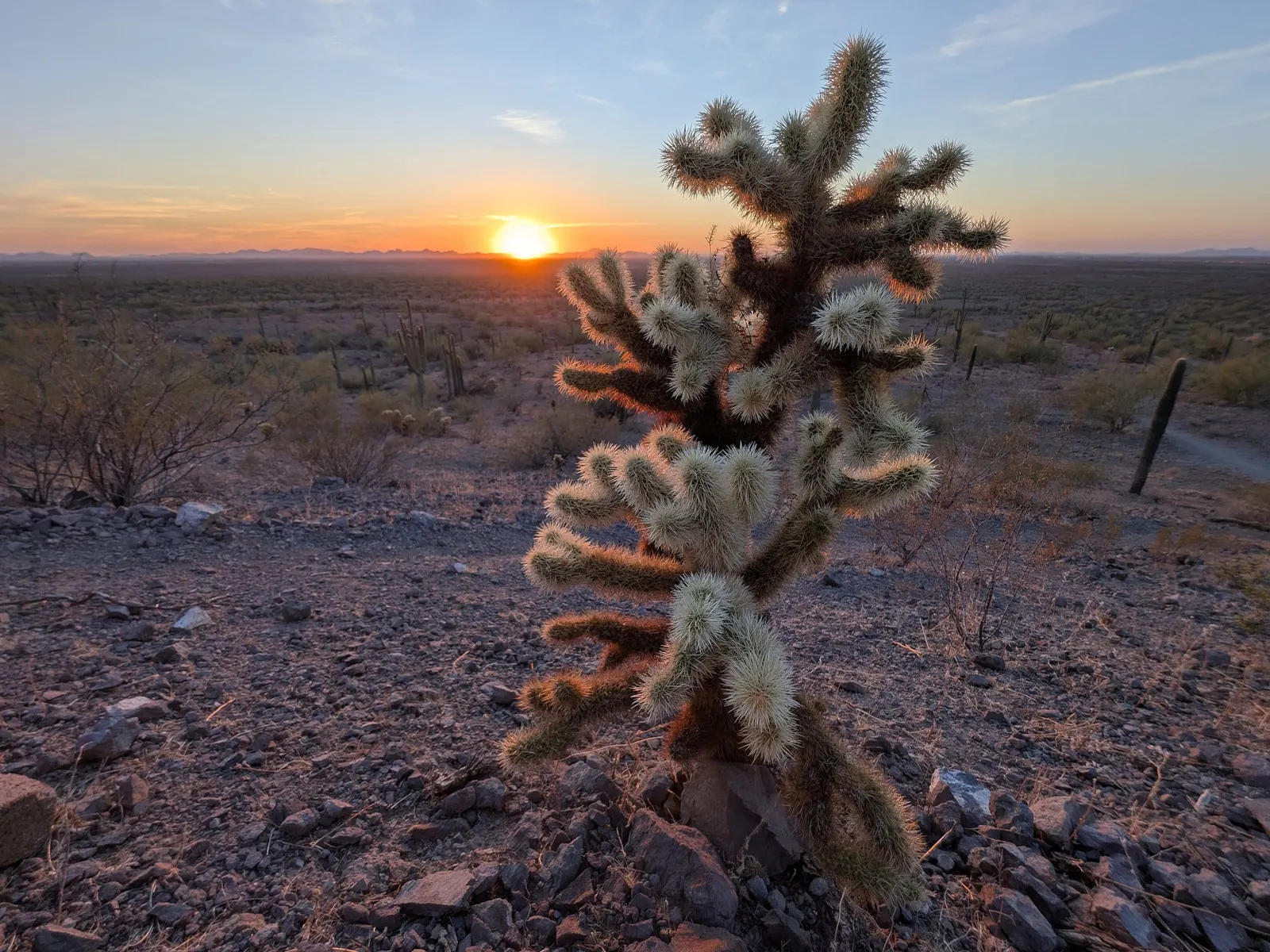 Teddy Bear Cholla (Cylindropuntia Bigelovii) — This cactus thrives in full sun and requires minimal water once established