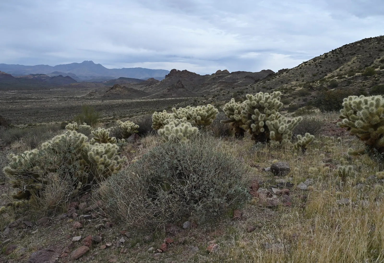 Teddy Bear Cholla (Cylindropuntia Bigelovii) — drought-tolerant plant that provides year-round interest and a dramatic flair to the landscape; fuzzy appearance
