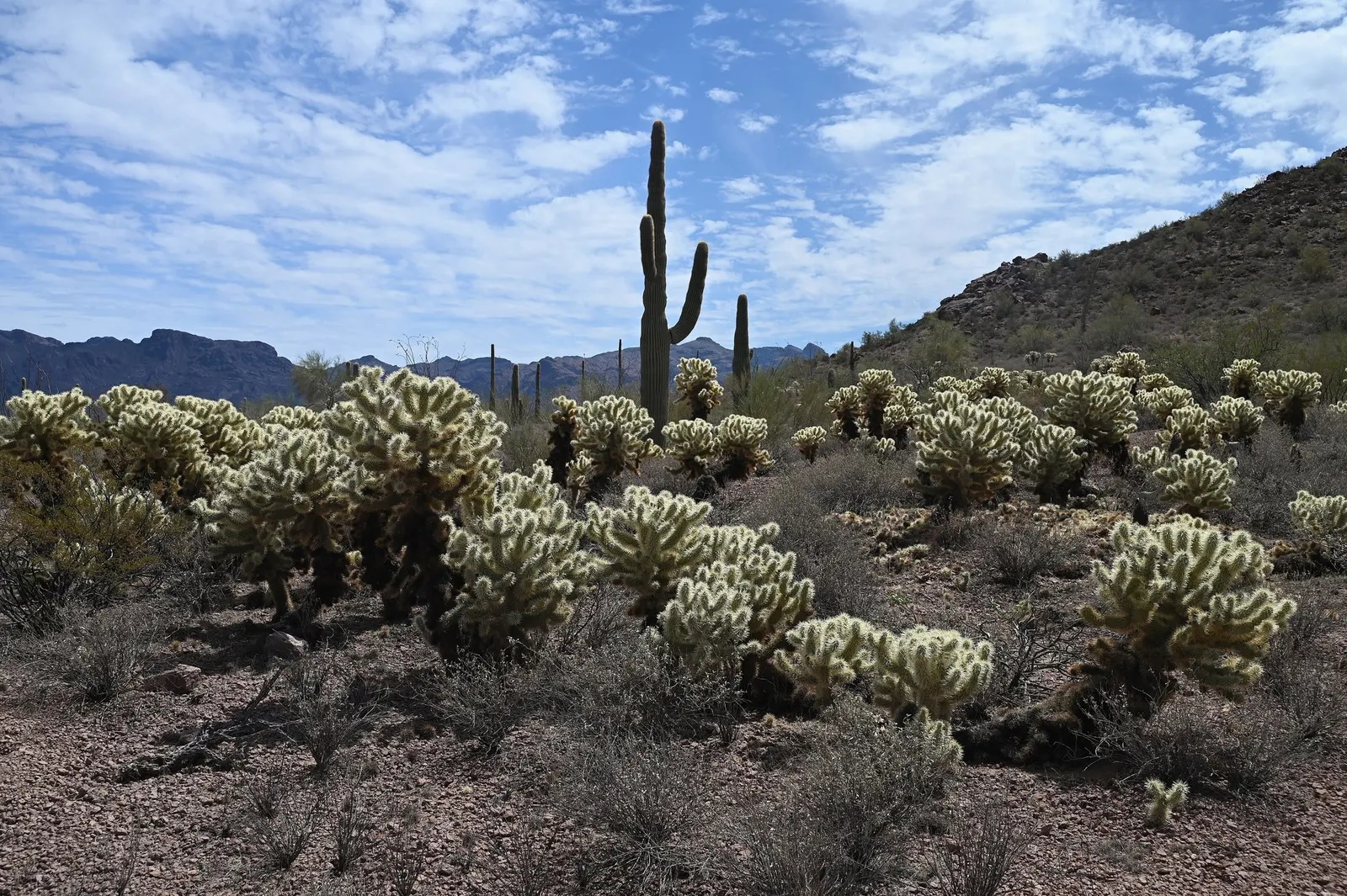 Teddy Bear Cholla (Cylindropuntia Bigelovii) — inviting glow to landscape designs
