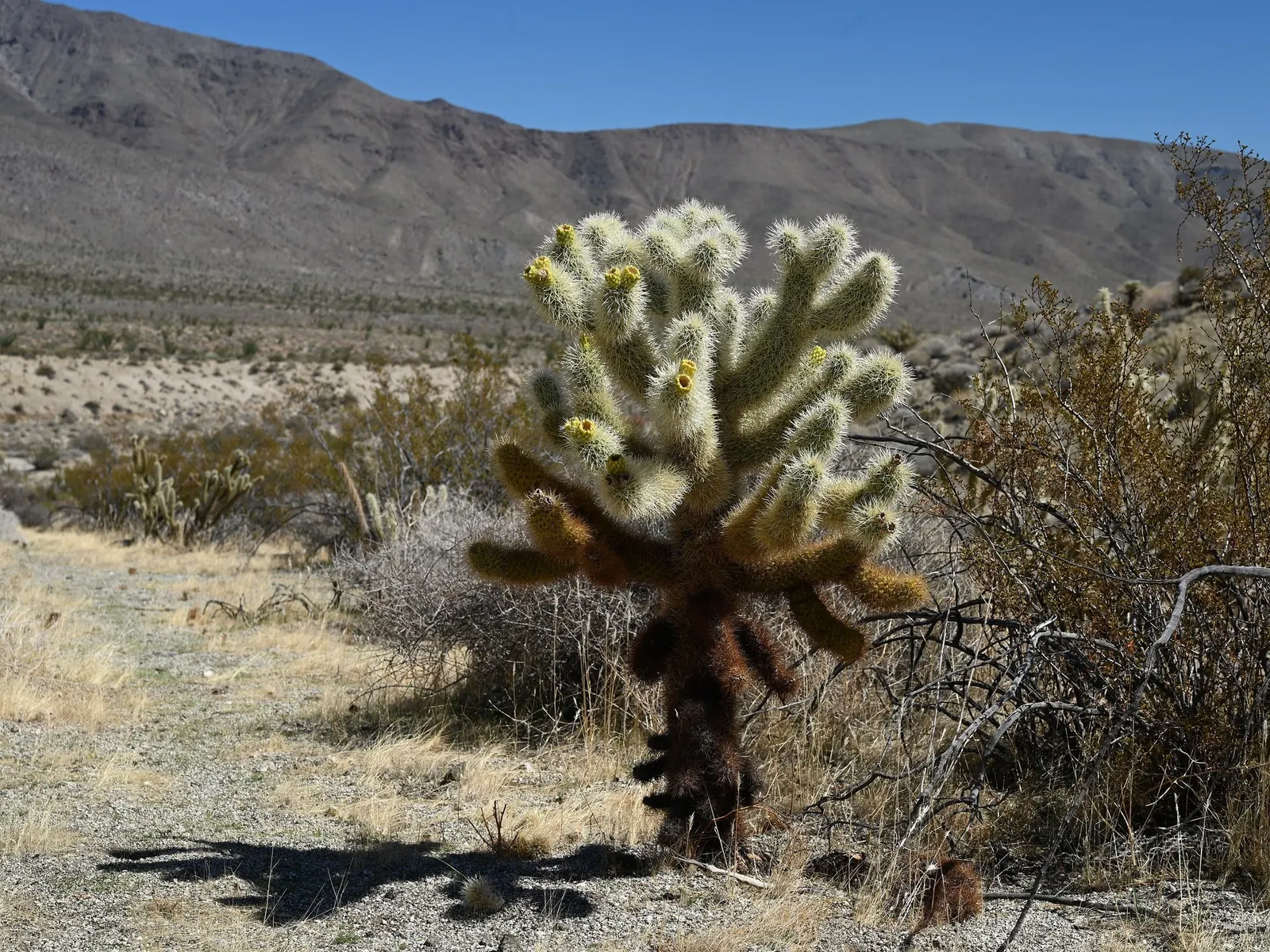 Teddy Bear Cholla (Cylindropuntia Bigelovii) — scientifically named Cylindropuntia bigelovii; these spines are far from cuddly