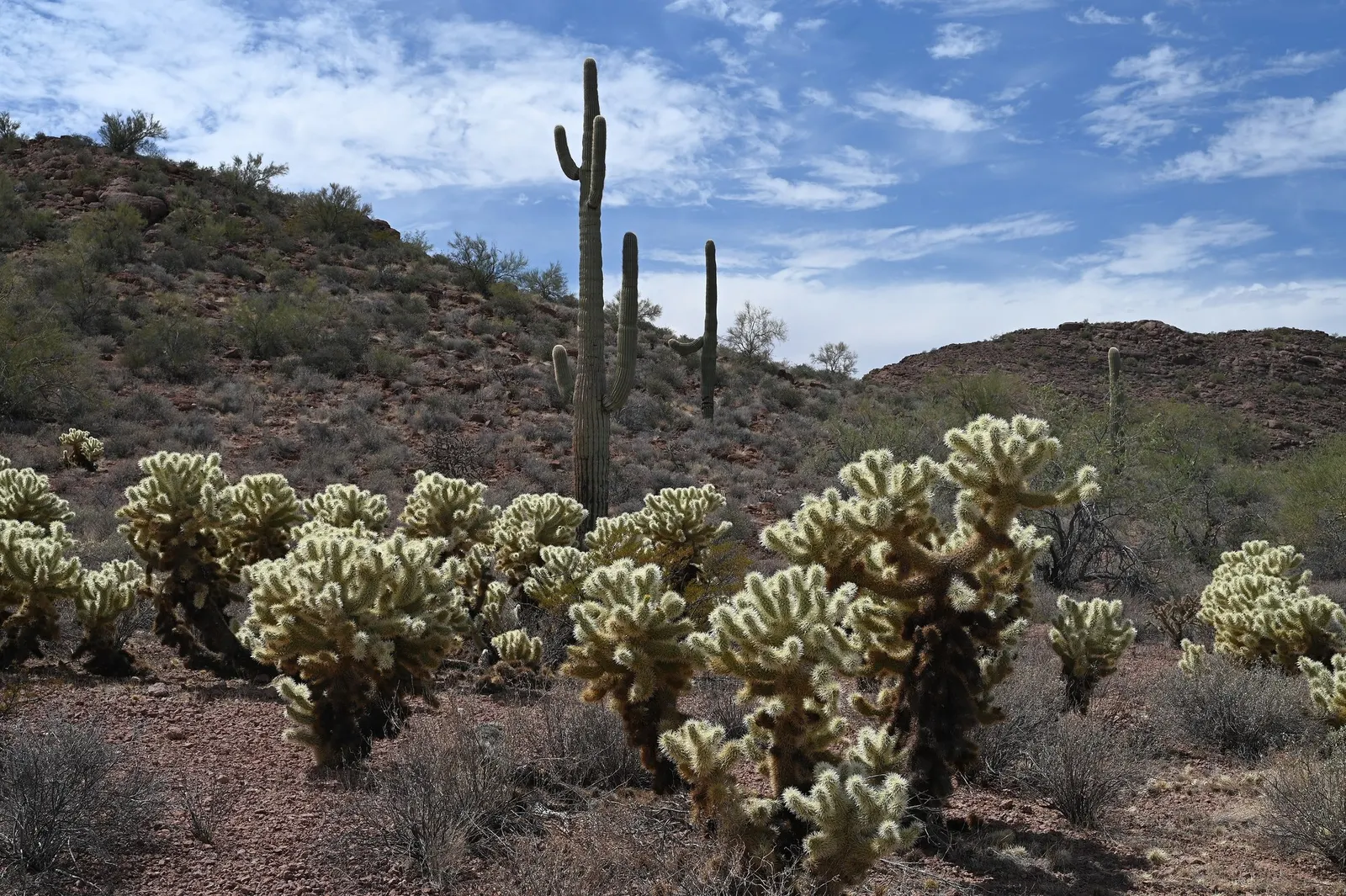 Teddy Bear Cholla (Cylindropuntia Bigelovii) — This cactus thrives in full sun and requires minimal water once established; they require full sun and