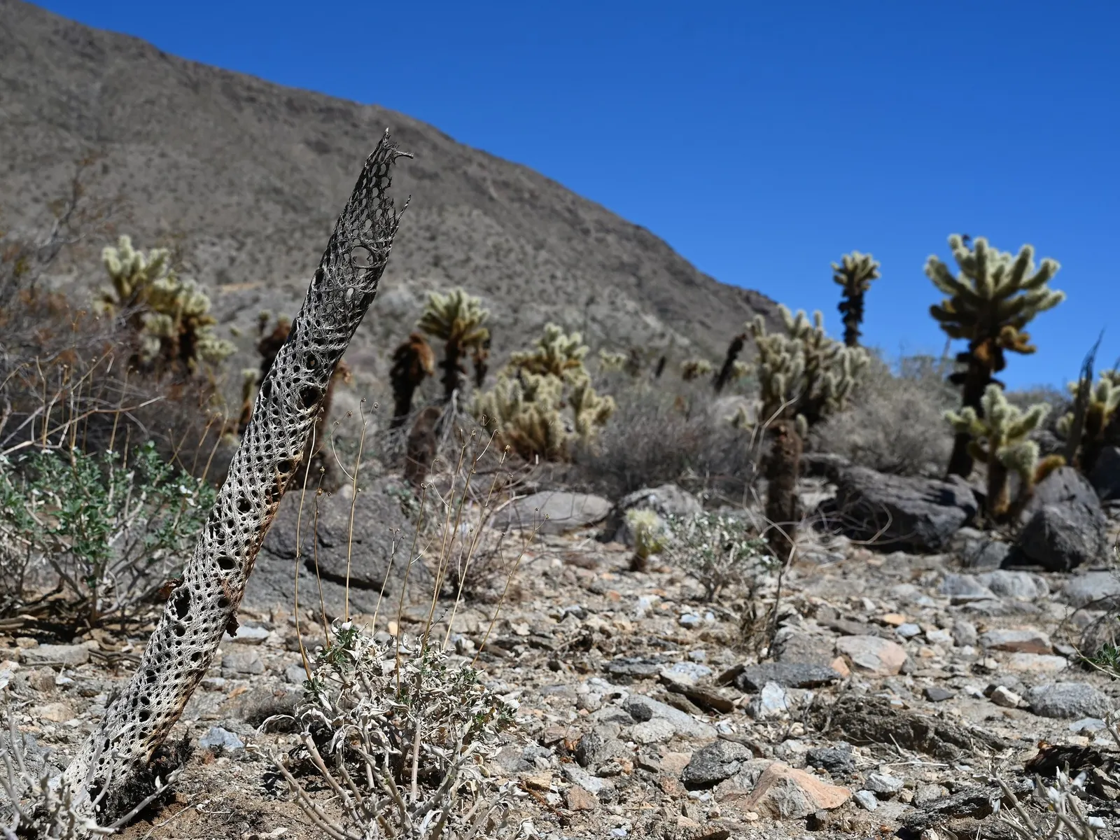 Teddy Bear Cholla (Cylindropuntia Bigelovii) — Native to the deserts of the Southwestern United States and Northwestern Mexico; green and yellow flowers in the