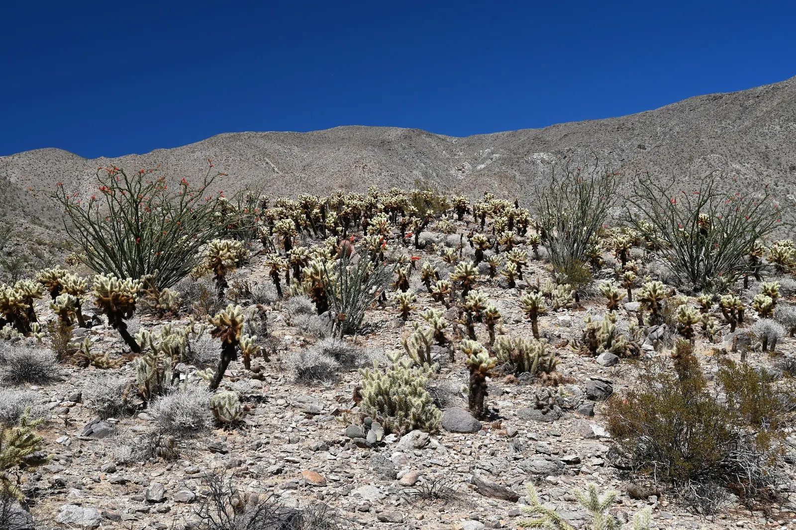 Teddy Bear Cholla (Cylindropuntia Bigelovii) — velvety-appearing spines that can detach easily and painfully adhere to anything that touches them; adding both