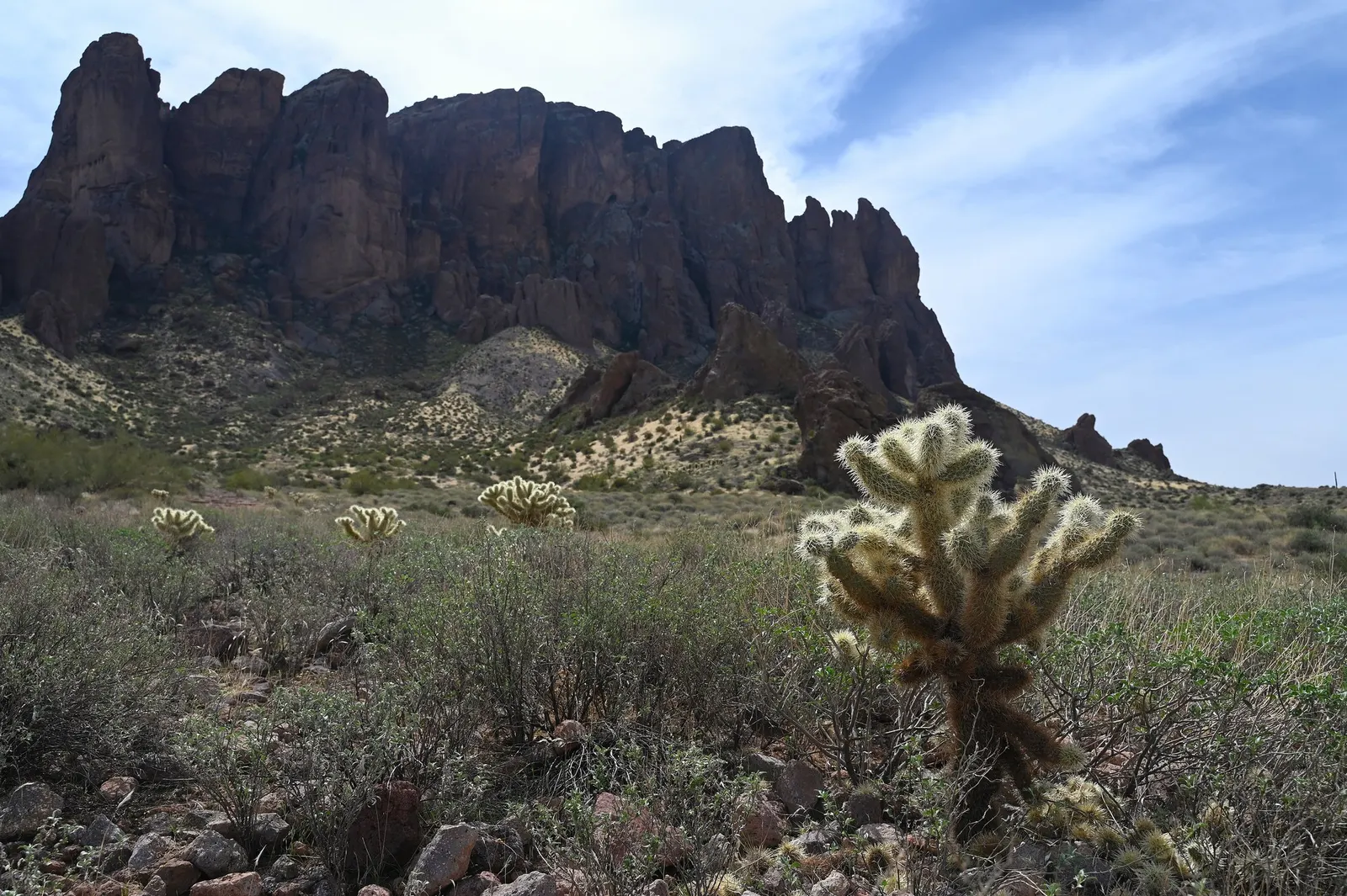 Teddy Bear Cholla (Cylindropuntia Bigelovii) — adding both texture and a warm; this cactus thrives in full sun and requires minimal water once established