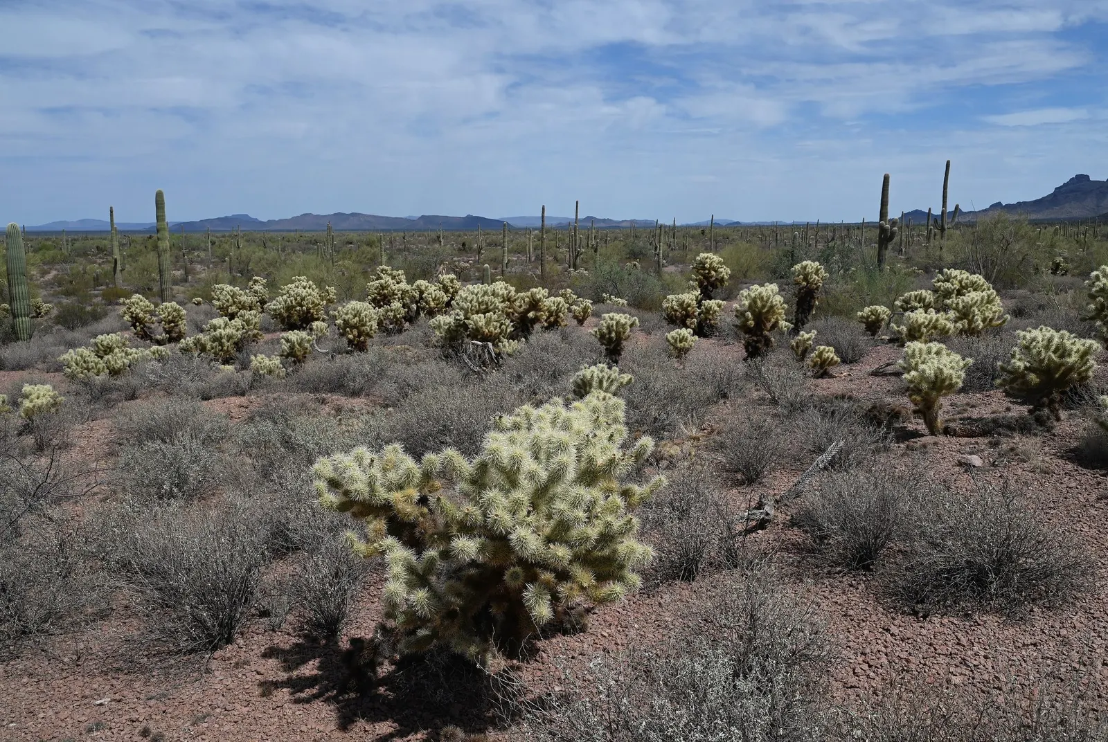 Teddy Bear Cholla (Cylindropuntia Bigelovii) — inviting glow to landscape designs; opuntia bigelovii, or Teddy Bear Cholla, is a striking desert cactus