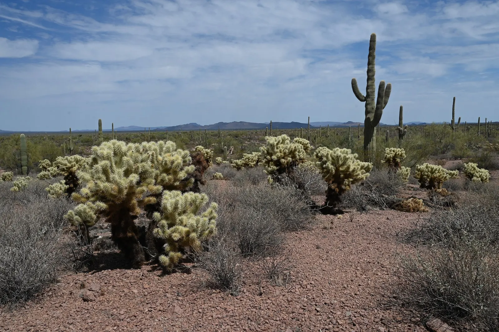 Teddy Bear Cholla (Cylindropuntia Bigelovii) — cactus / succulent for full