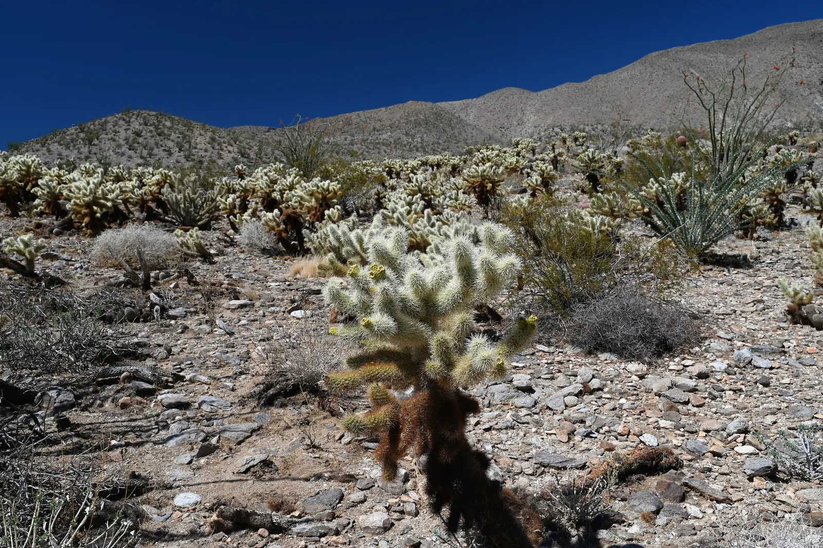 Teddy Bear Cholla (Cylindropuntia Bigelovii) — is a unique specimen highly regarded in arid landscape designs for its distinctive; cactus / succulent for full