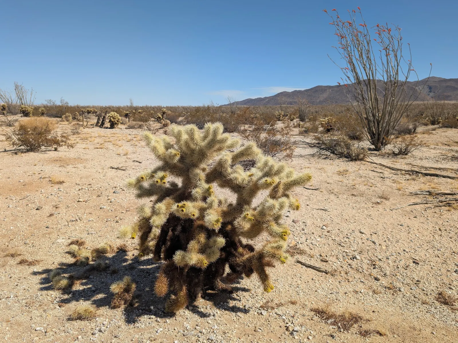 Teddy Bear Cholla (Cylindropuntia Bigelovii) — these spines are far from cuddly; inviting glow to landscape designs