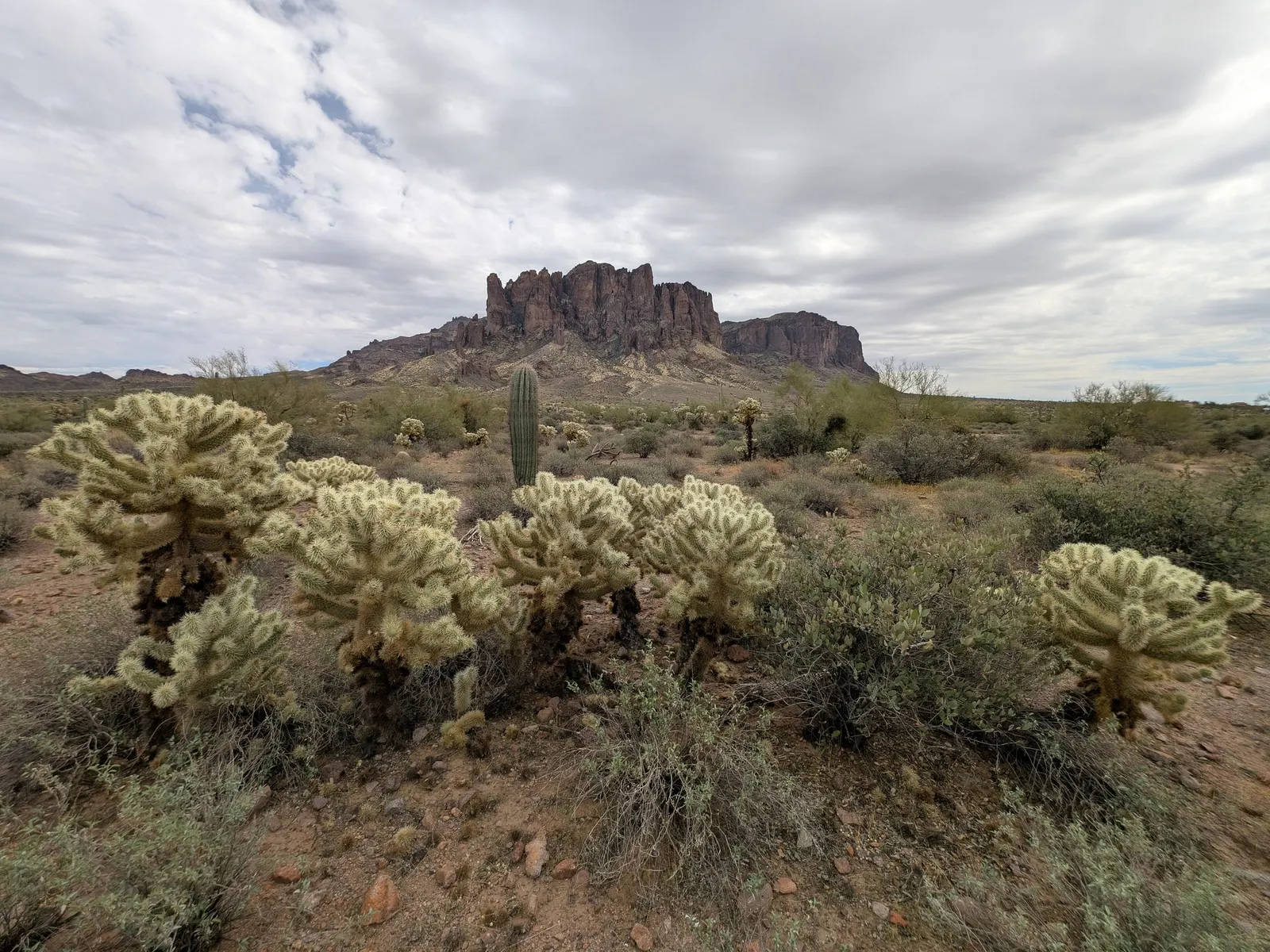 Teddy Bear Cholla (Cylindropuntia Bigelovii) — green and yellow flowers in the garden