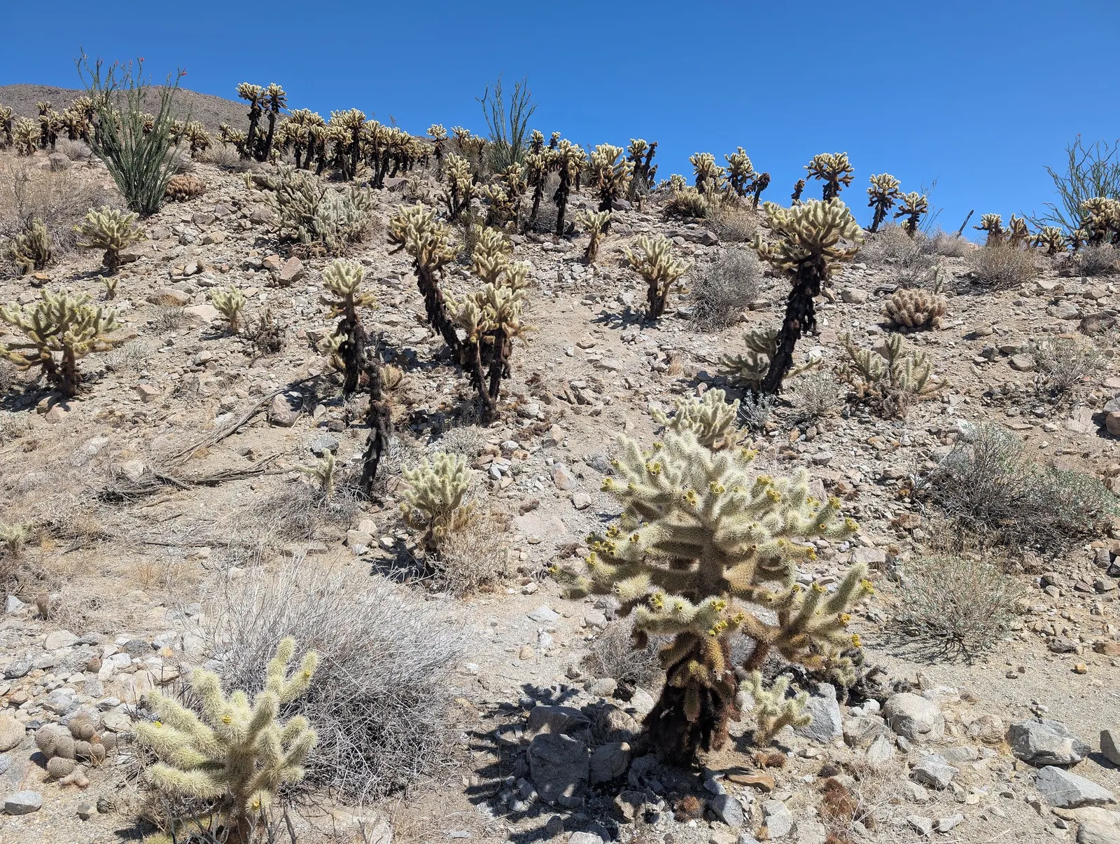 Teddy Bear Cholla (Cylindropuntia Bigelovii) — fuzzy appearance reminiscent of a teddy bear - hence its common name; is a unique specimen highly regarded in