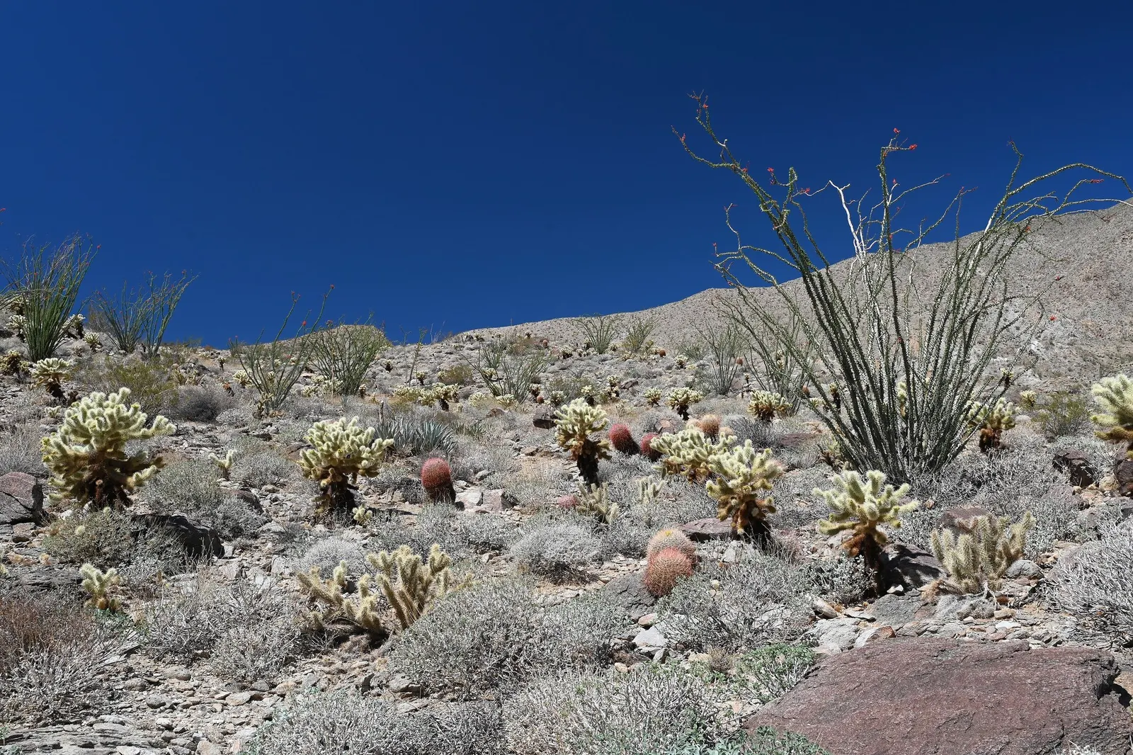 Teddy Bear Cholla (Cylindropuntia Bigelovii) — visually striking appearance; native to the deserts of the Southwestern United States and Northwestern Mexico