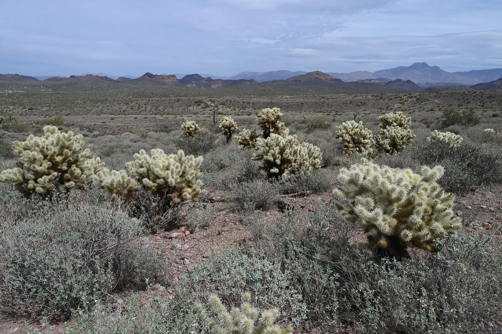 Teddy Bear Cholla (Cylindropuntia Bigelovii) — Opuntia bigelovii, or Teddy Bear Cholla, is a striking desert cactus, reaching up to 5 feet tall; scientifically