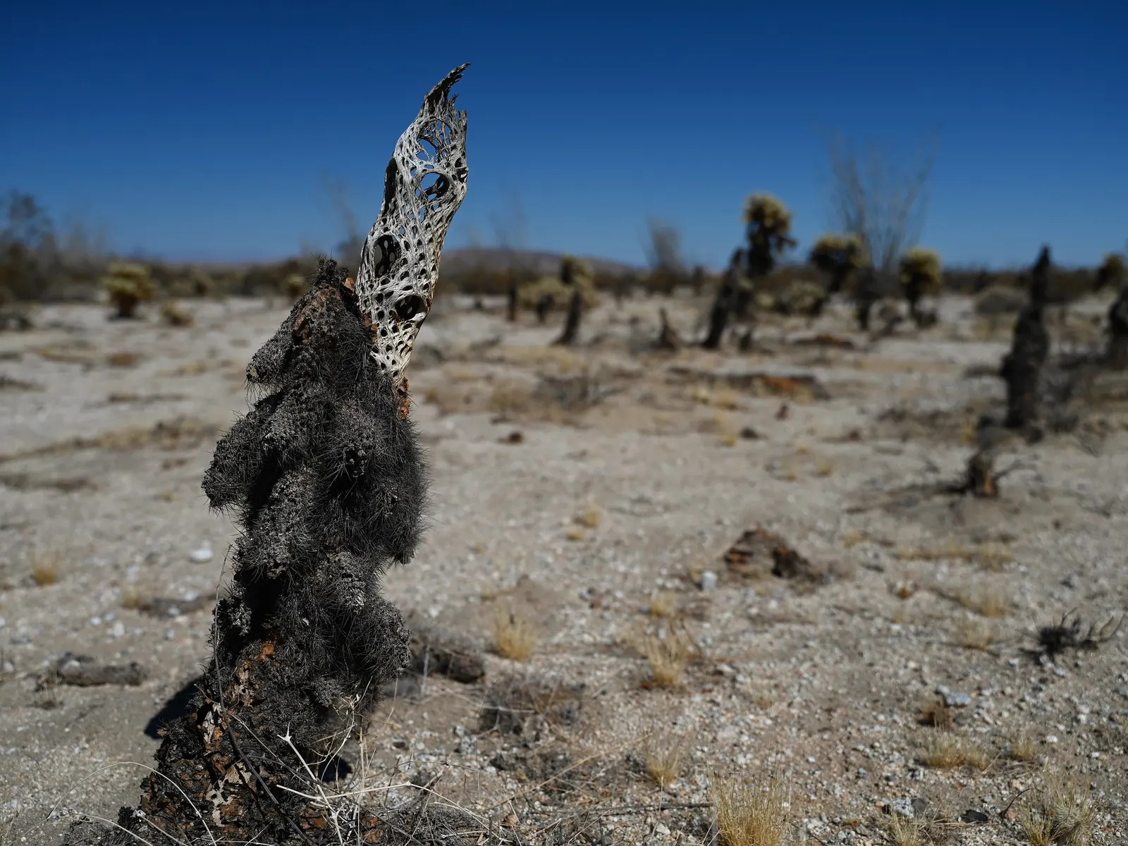 Teddy Bear Cholla (Cylindropuntia Bigelovii) — cactus / succulent with green and yellow blooms